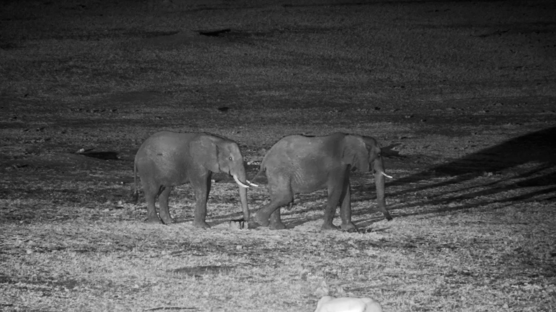 Elephant Samples the Salt Block at Night