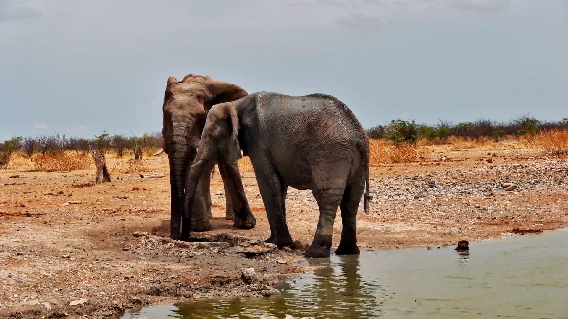 Elephants Refresh at Safarihoek Waterhole