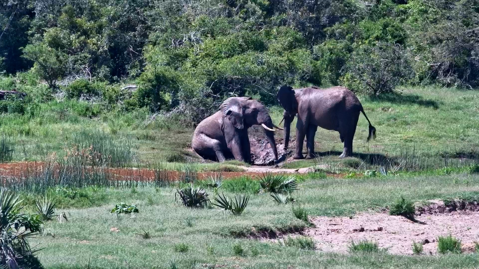 Elephants Have Fun in the Mud