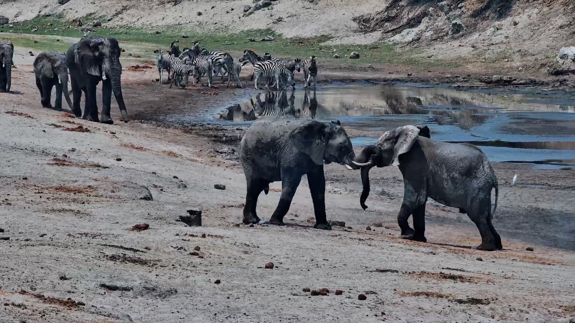 African Giants in Action: Elephant Sparring at Camelthorn