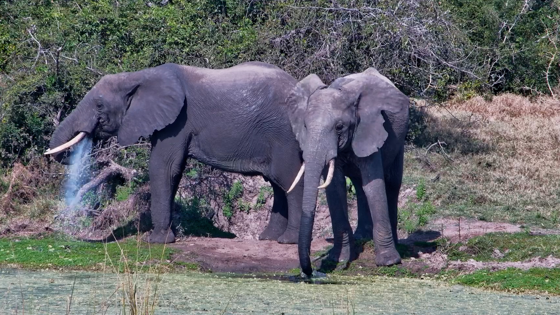 Elephants Are Better Together