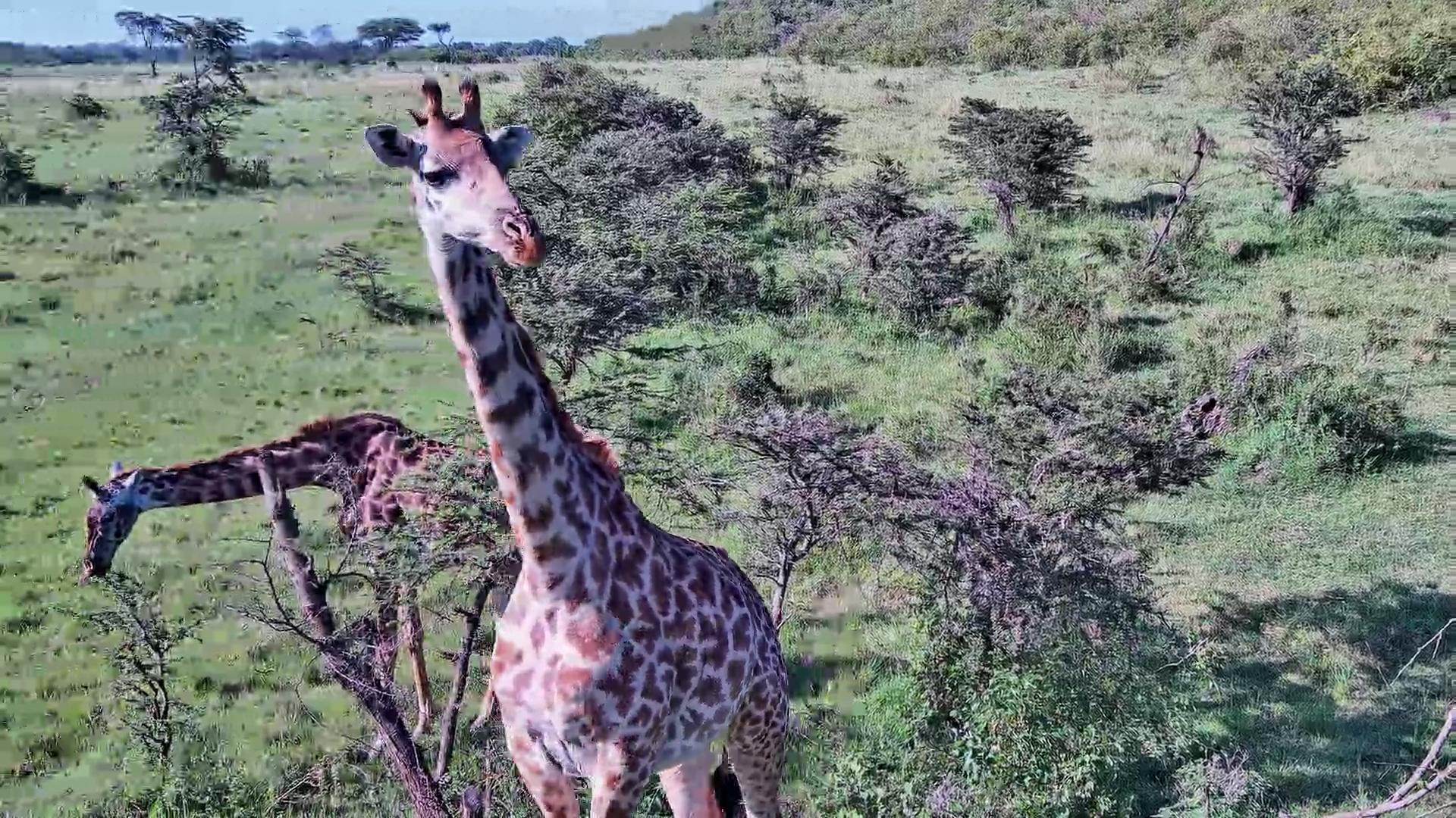 Giraffe Feast in the Mara