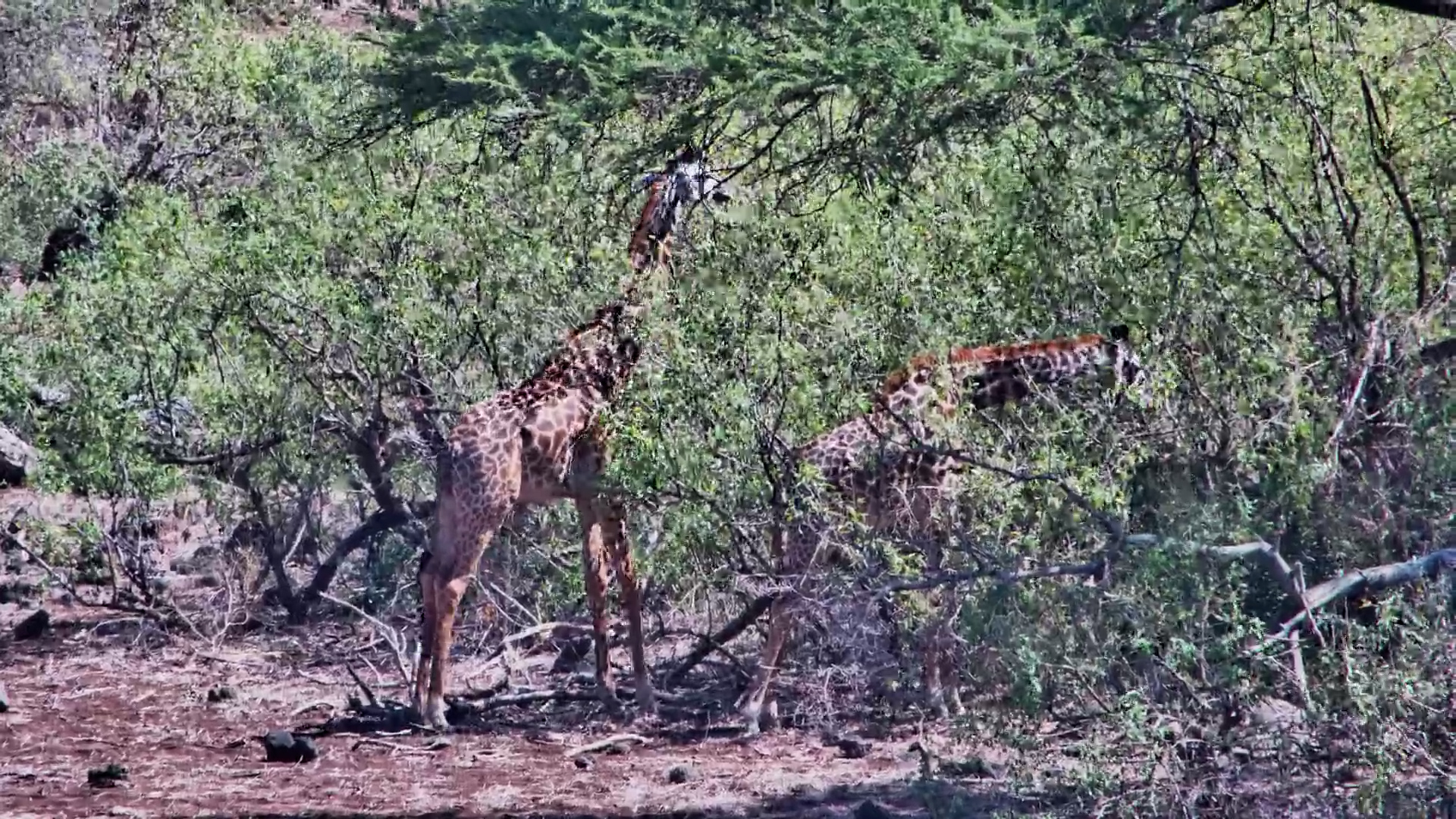 Two Giraffes Enjoying a Snack