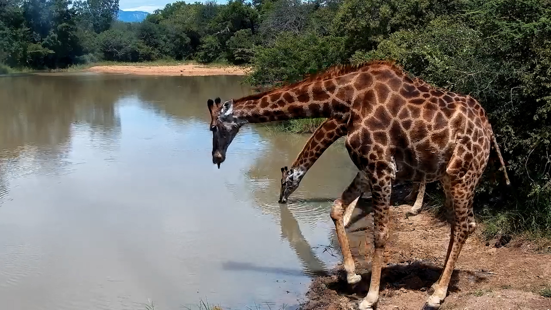 Two Giraffes Enjoy a Peaceful Drink at Jabulani
