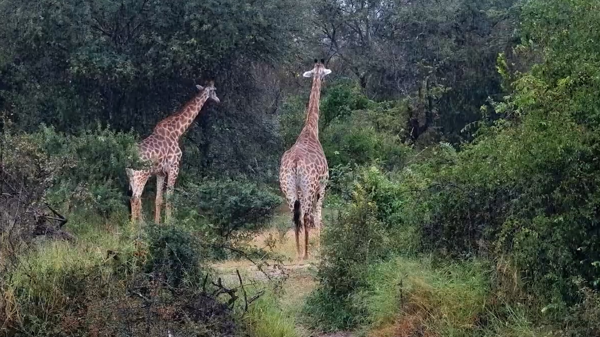Two Giraffes… Standing Still in the Rain