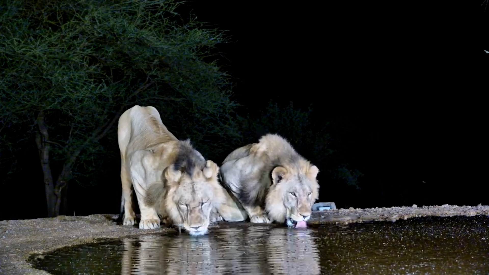 Up Close with Two Handsome Male Lions