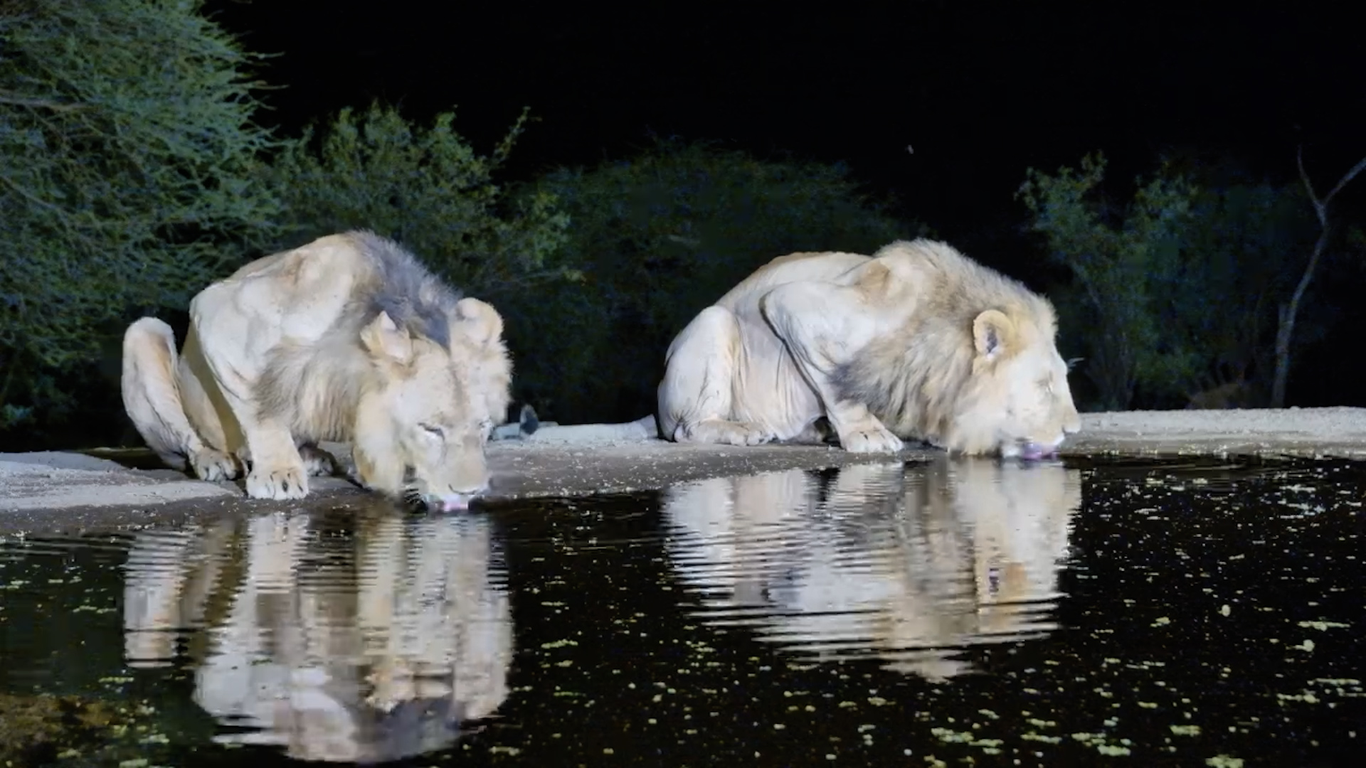 Double Trouble: Two Handsome Lions Take a Drink