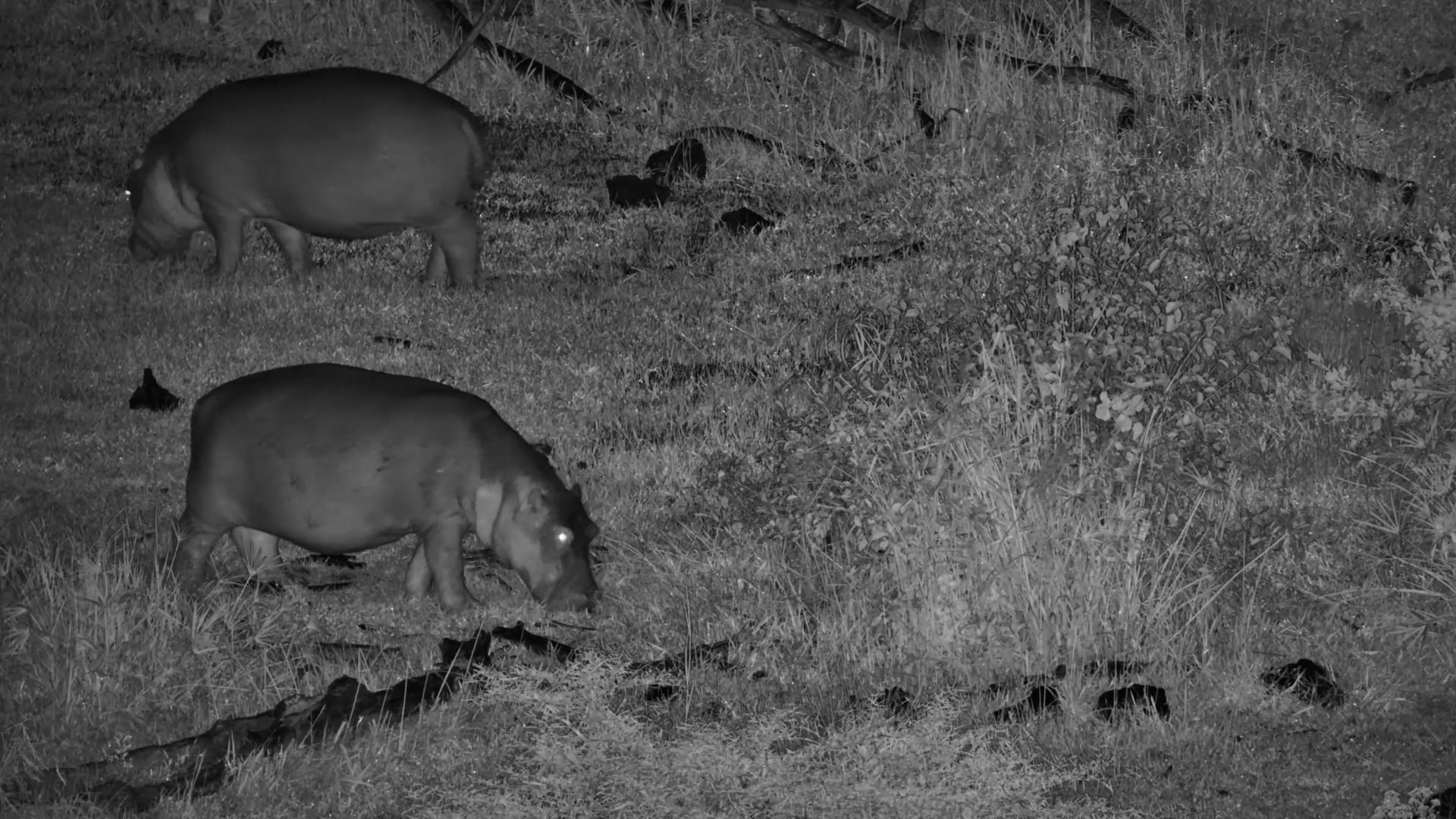 Hippos Graze in the Dark