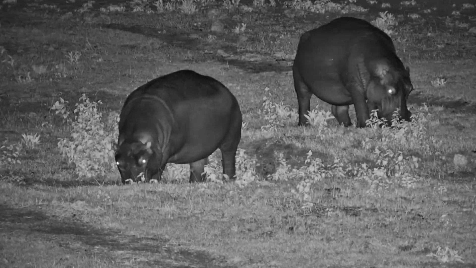 Hippos and Elephant Cross Paths at Moela