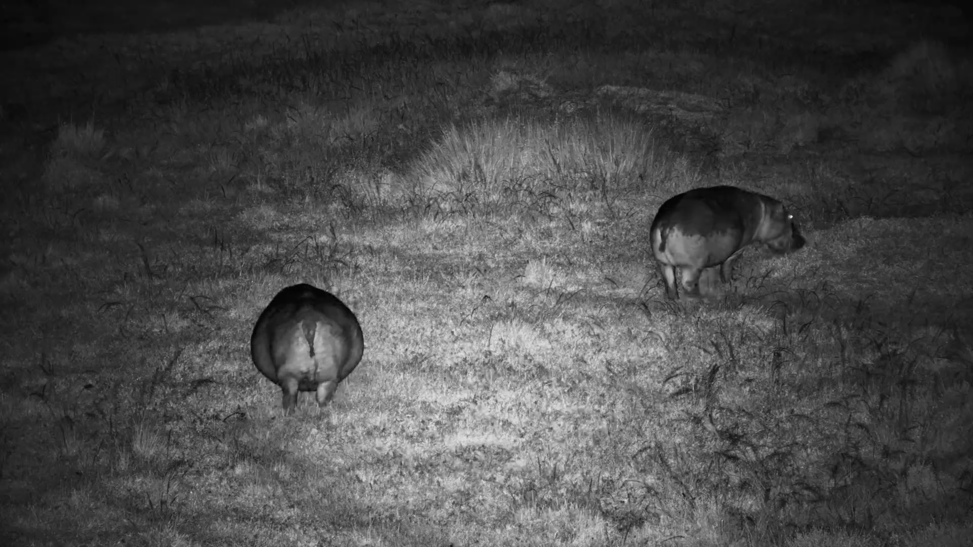 Round & Hungry | Hippos Munching in the Dark