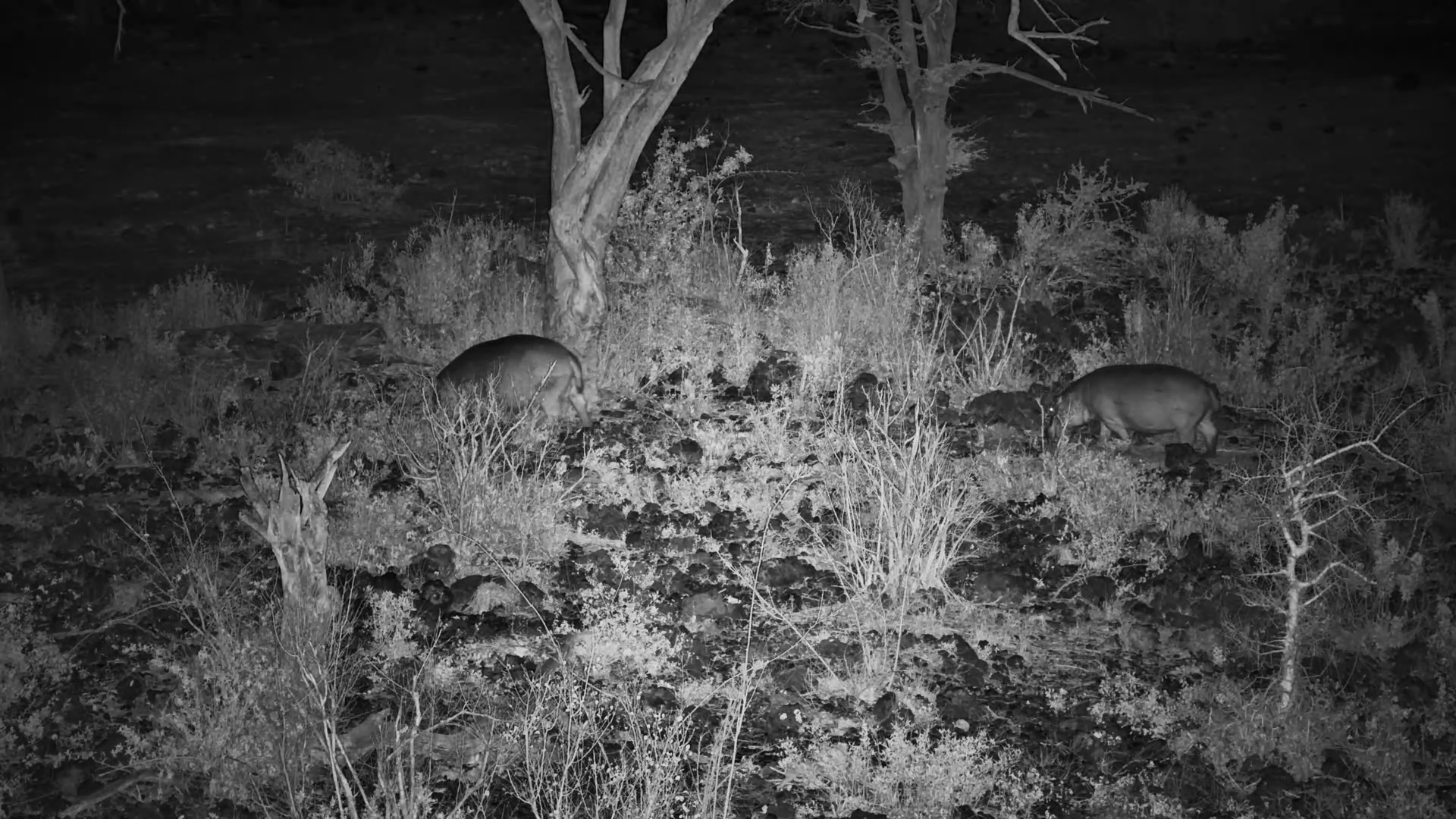 Hippos Wander After Dark