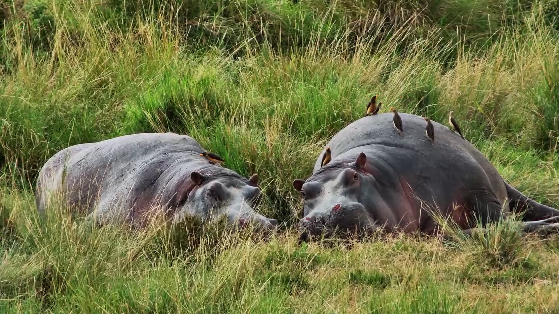 Hippo Siesta with Feathered Friends!