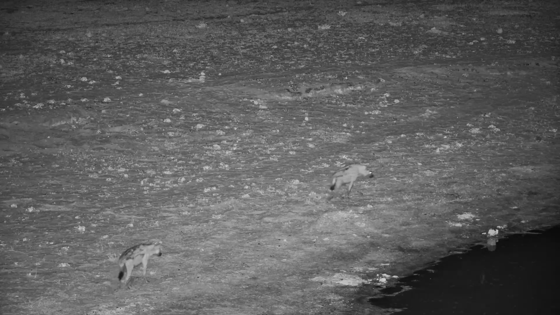 Spotted Hyena Pair Crosses Moela Plains