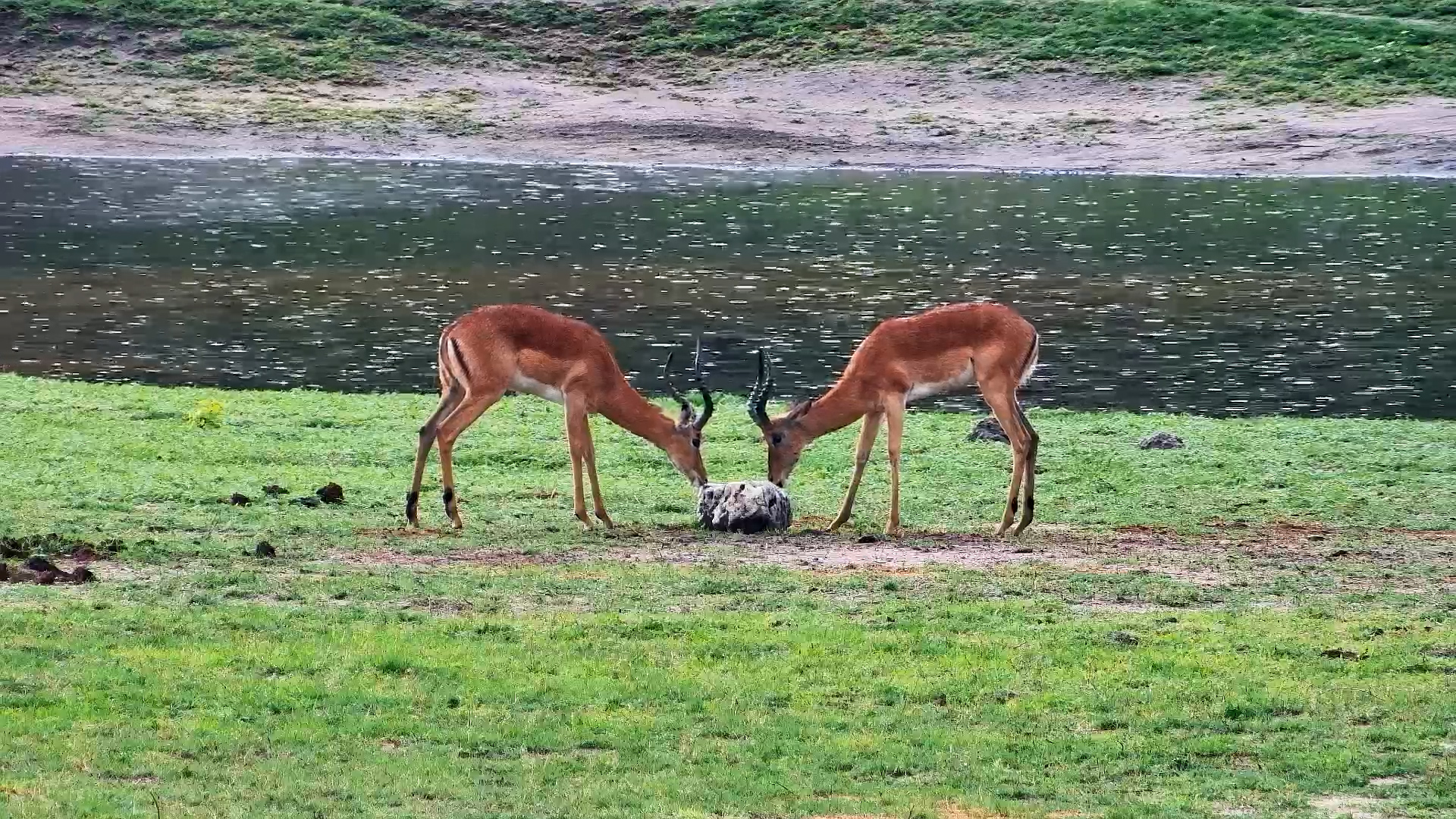 Male Impalas Bond in the Rain at Hwange