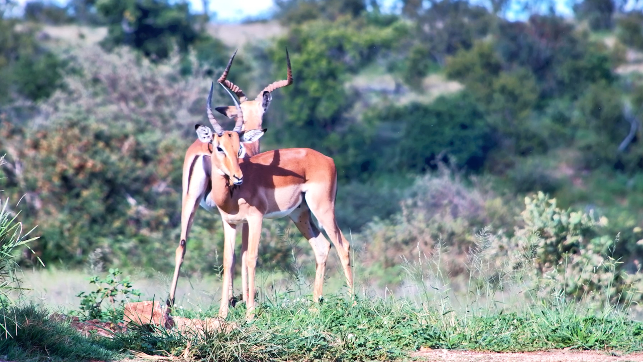 Oxpecker at Work on an Impala