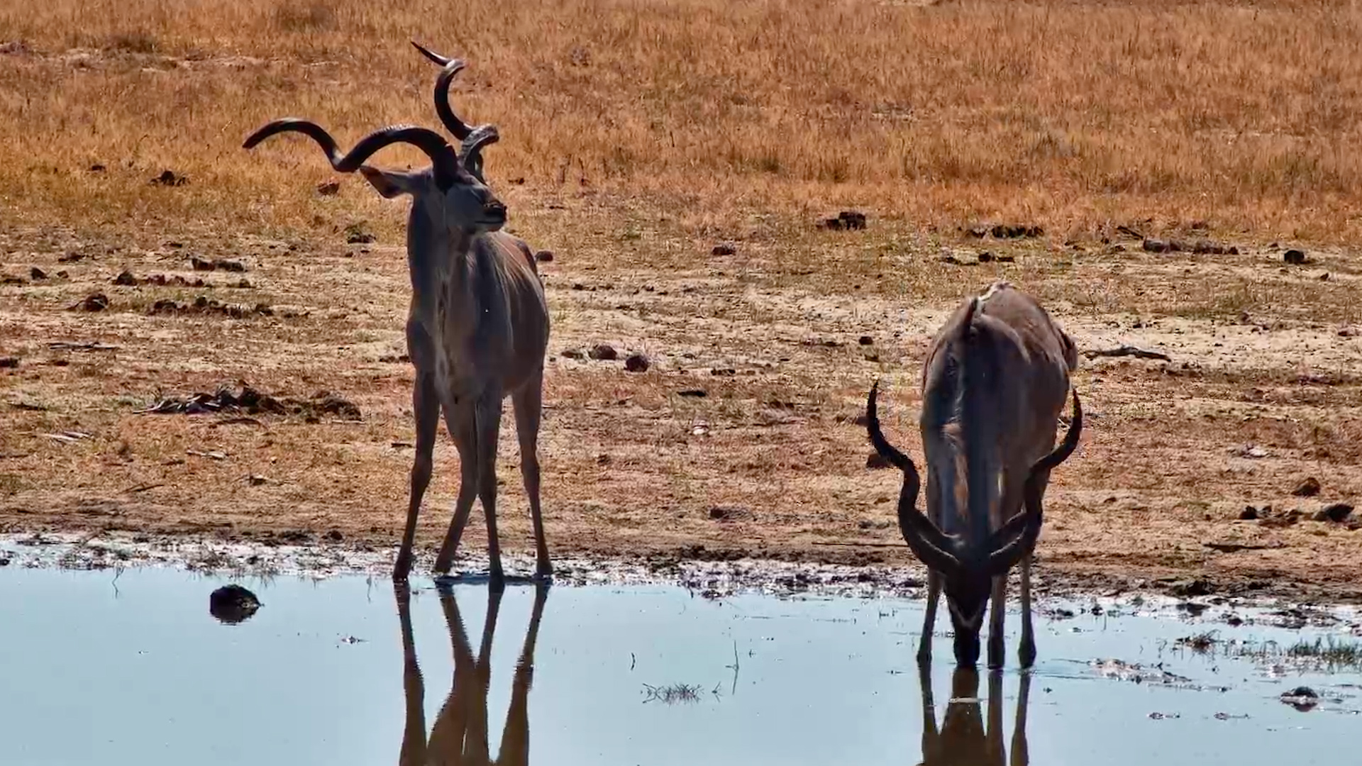 This Kudu's Horns Didn't Follow the Rules