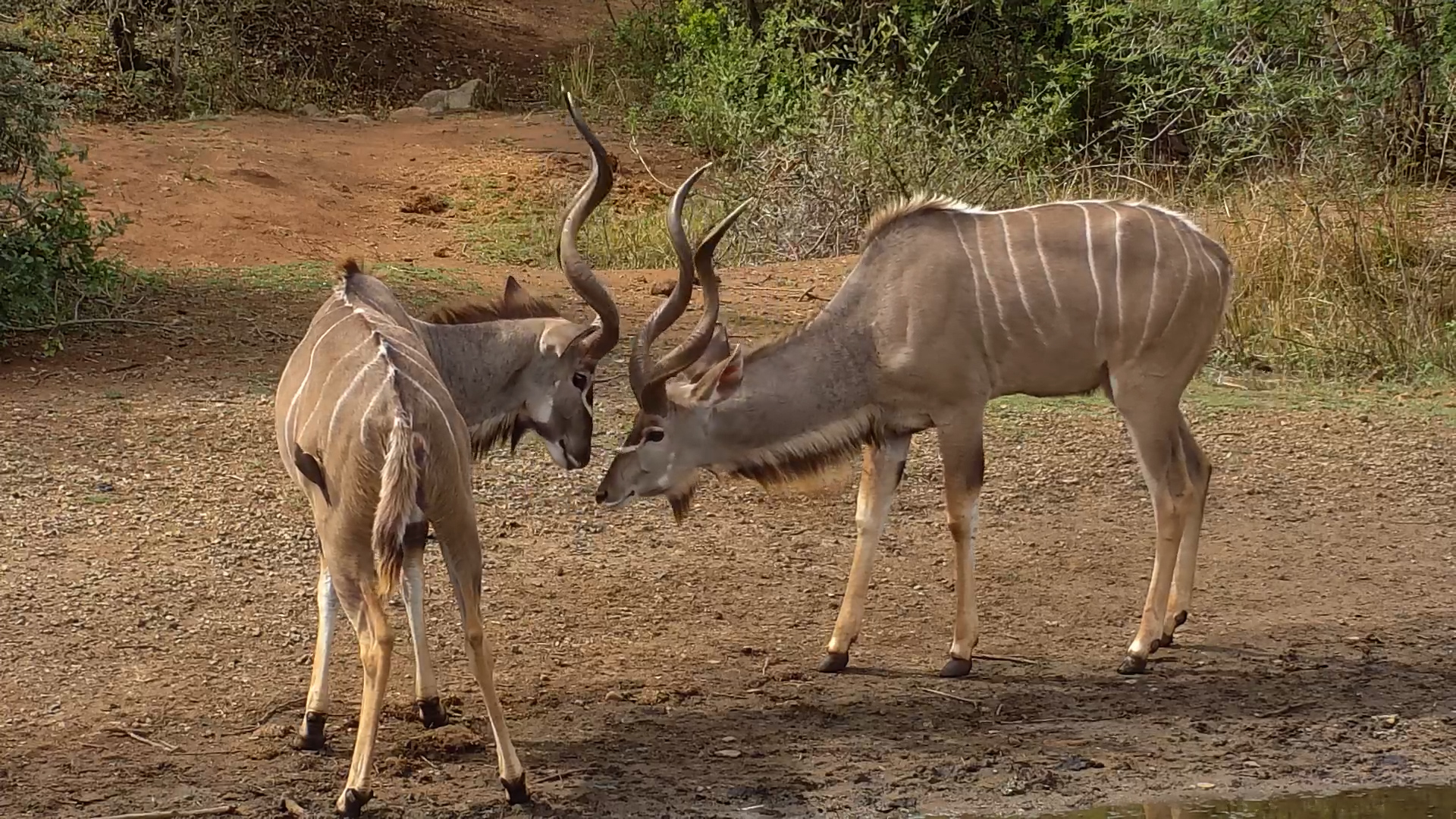 Two Kudus Spar at Kwa Maritane