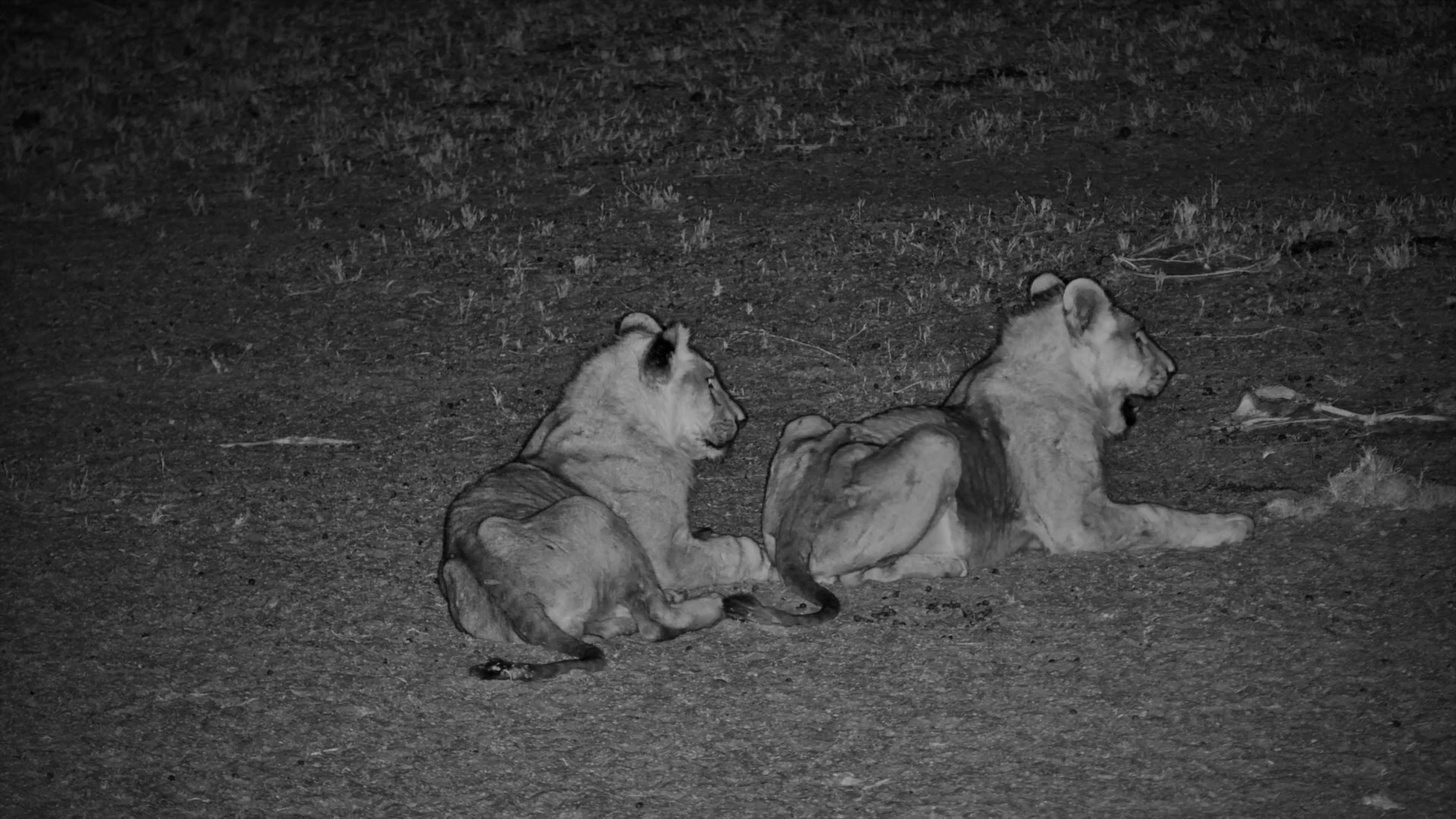 Young Lions on Alert at Jack’s Camp