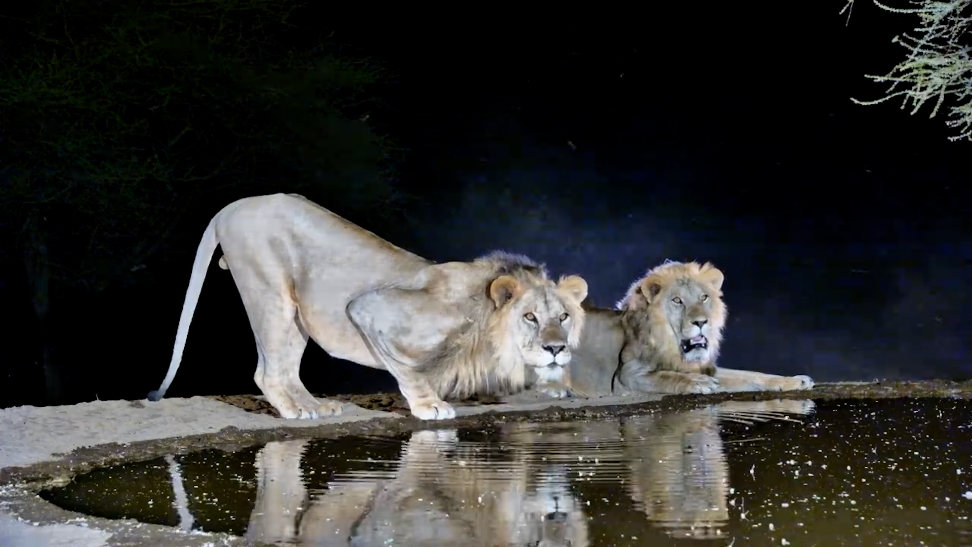 Two Majestic Male Lions Show Off Their Beauty