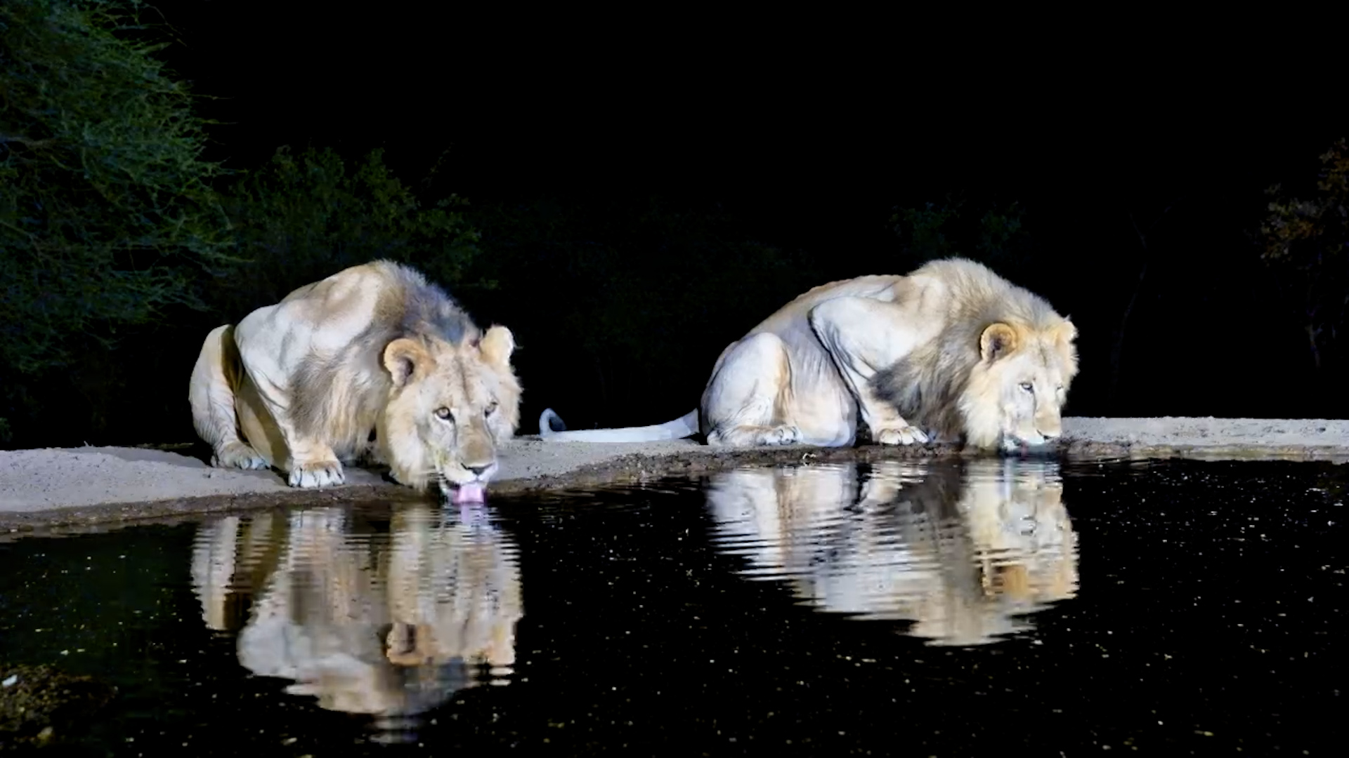 Face to Face with Kings | Lentorre Lions Drinking