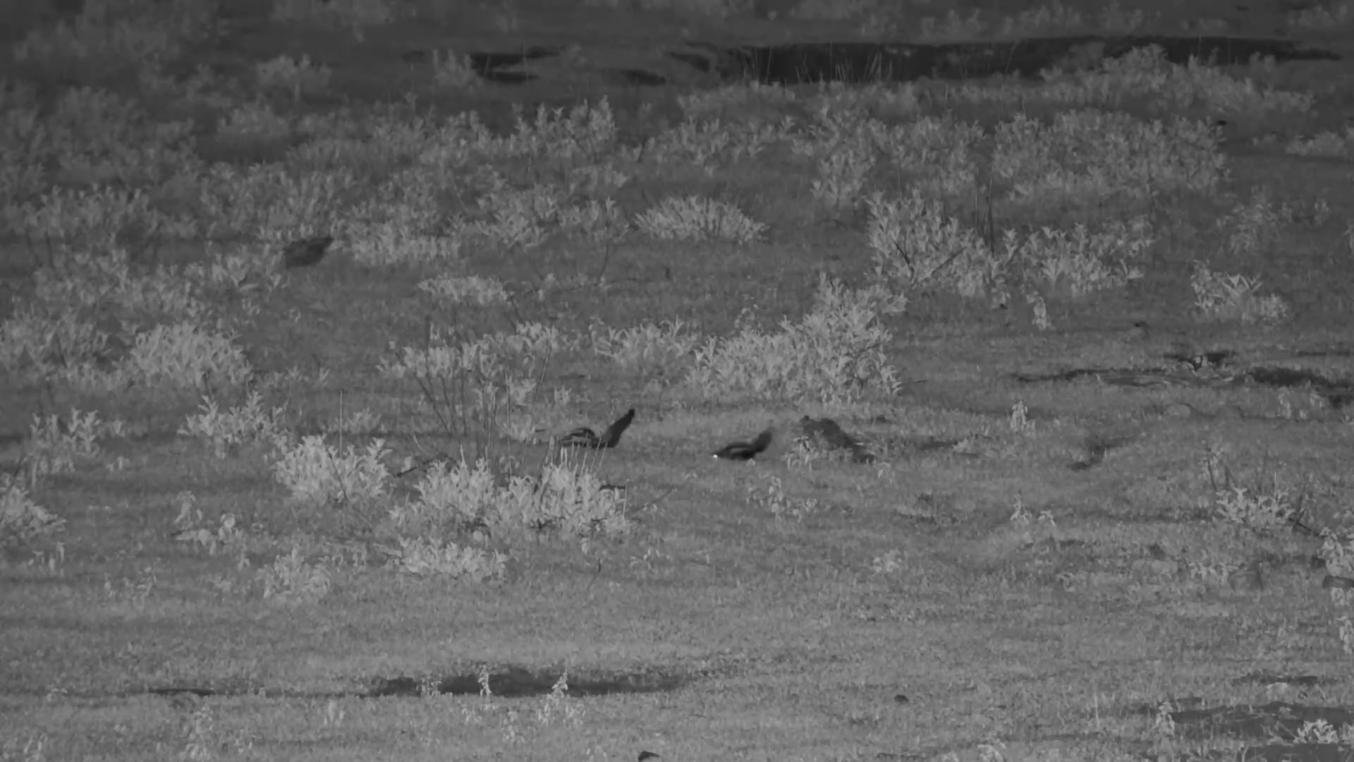 Polecats on a Midnight Mission