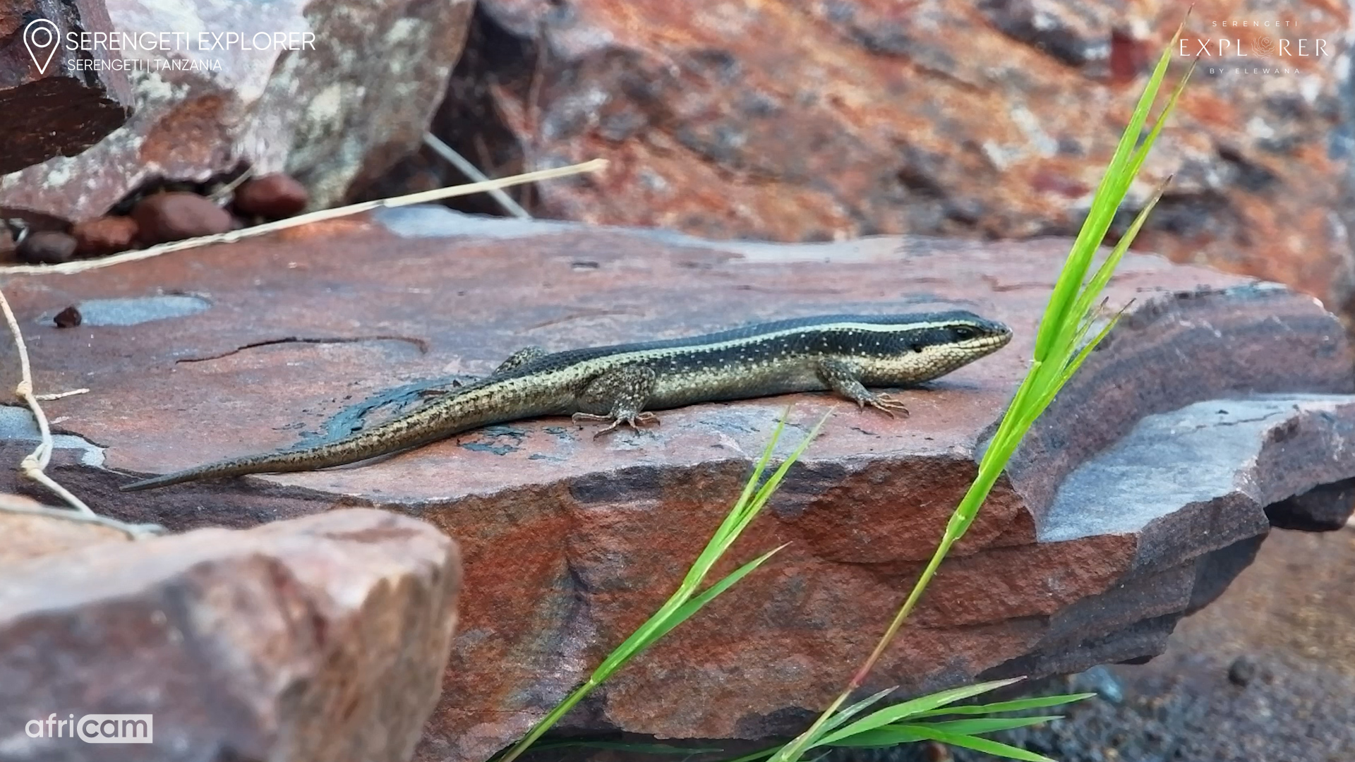Striped Skink Basks in the Sun