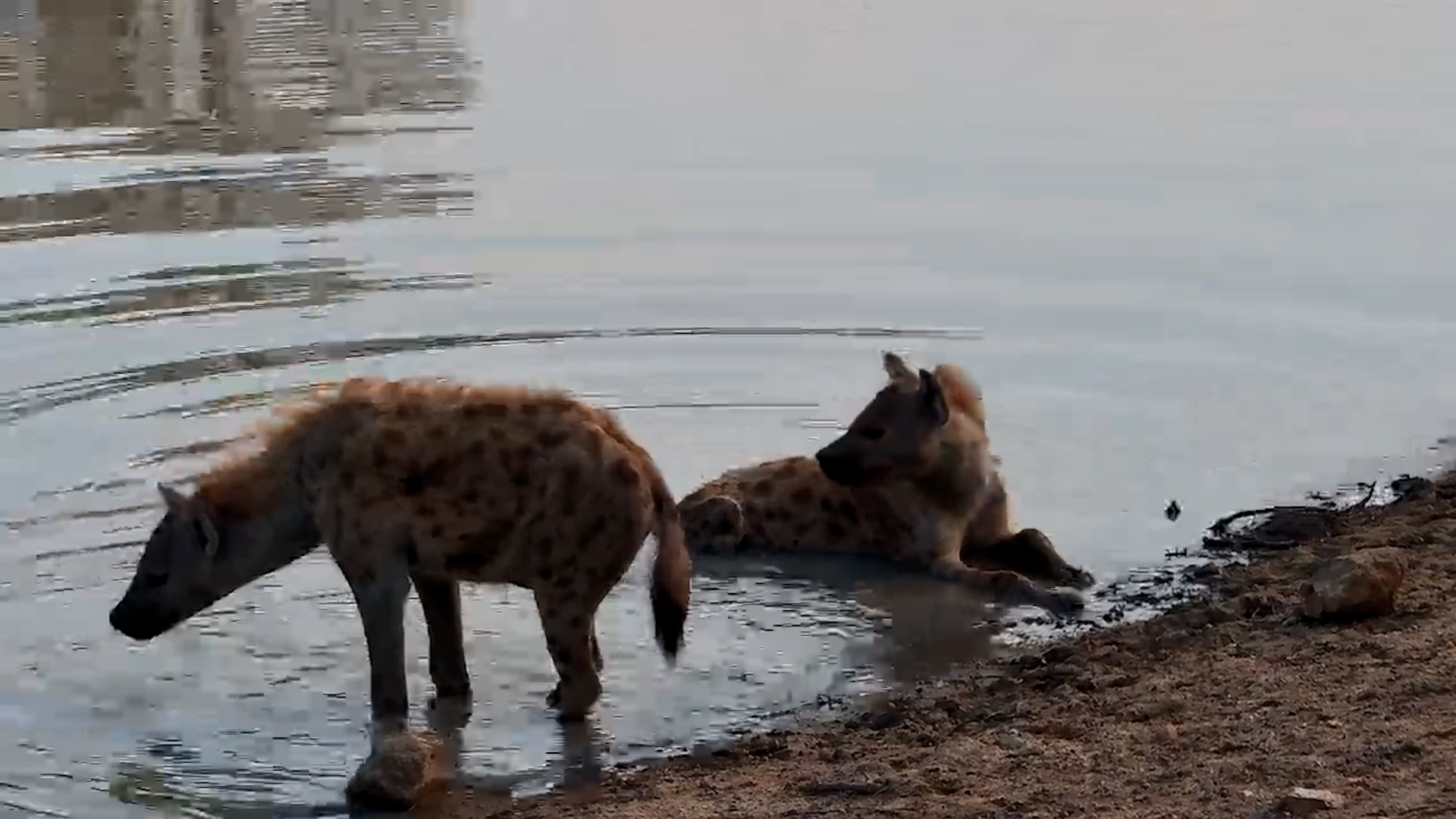 Hyena Refresh! Spotted Pair Enjoy a Dip at Jabulani