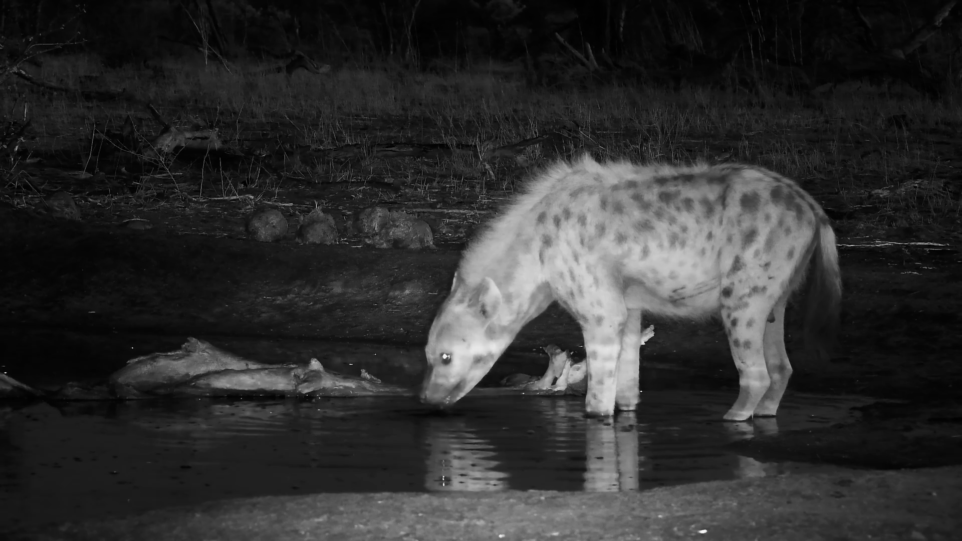 Hyenas Have Morning Drink… And a Surprise Bite!
