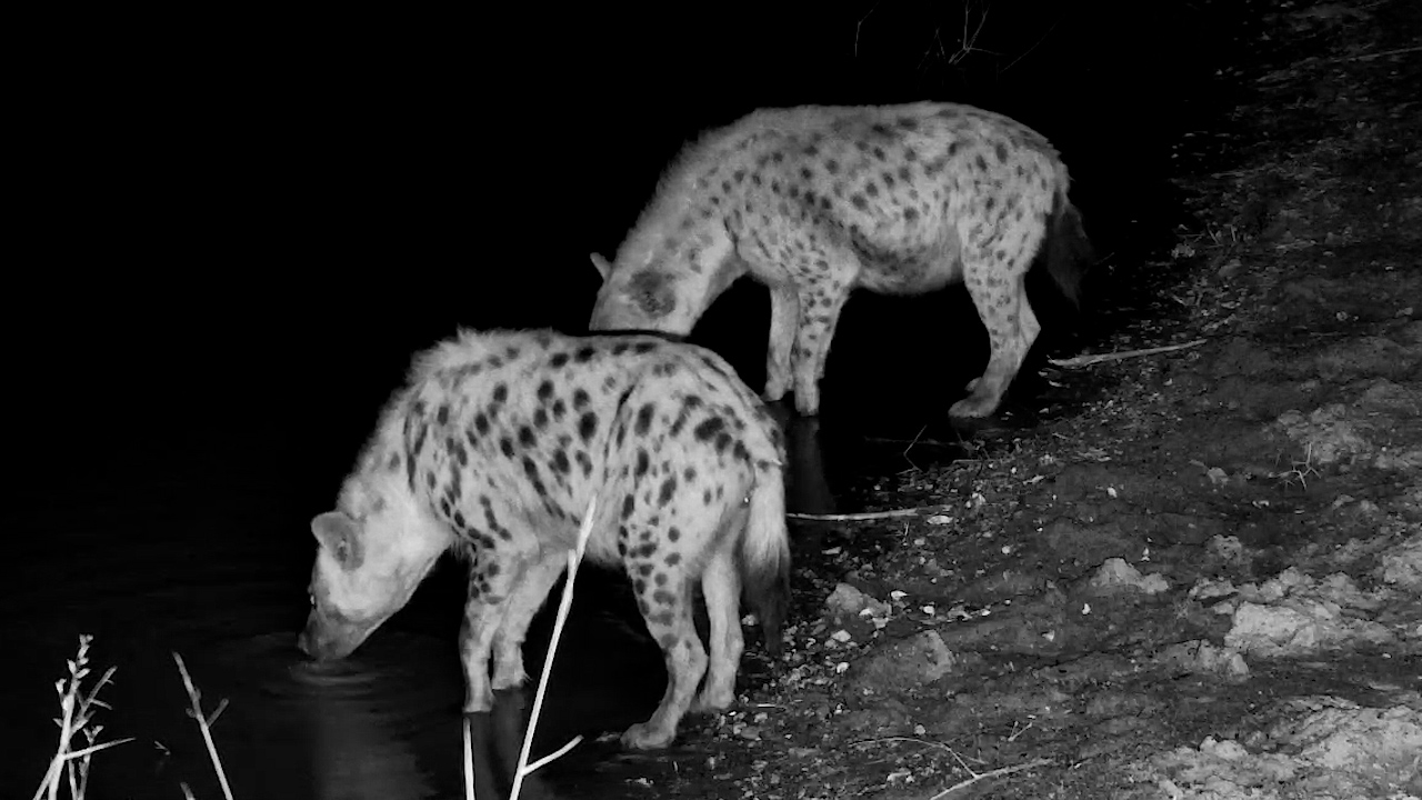 Two Hyenas Make a Quick Midnight Pit Stop!