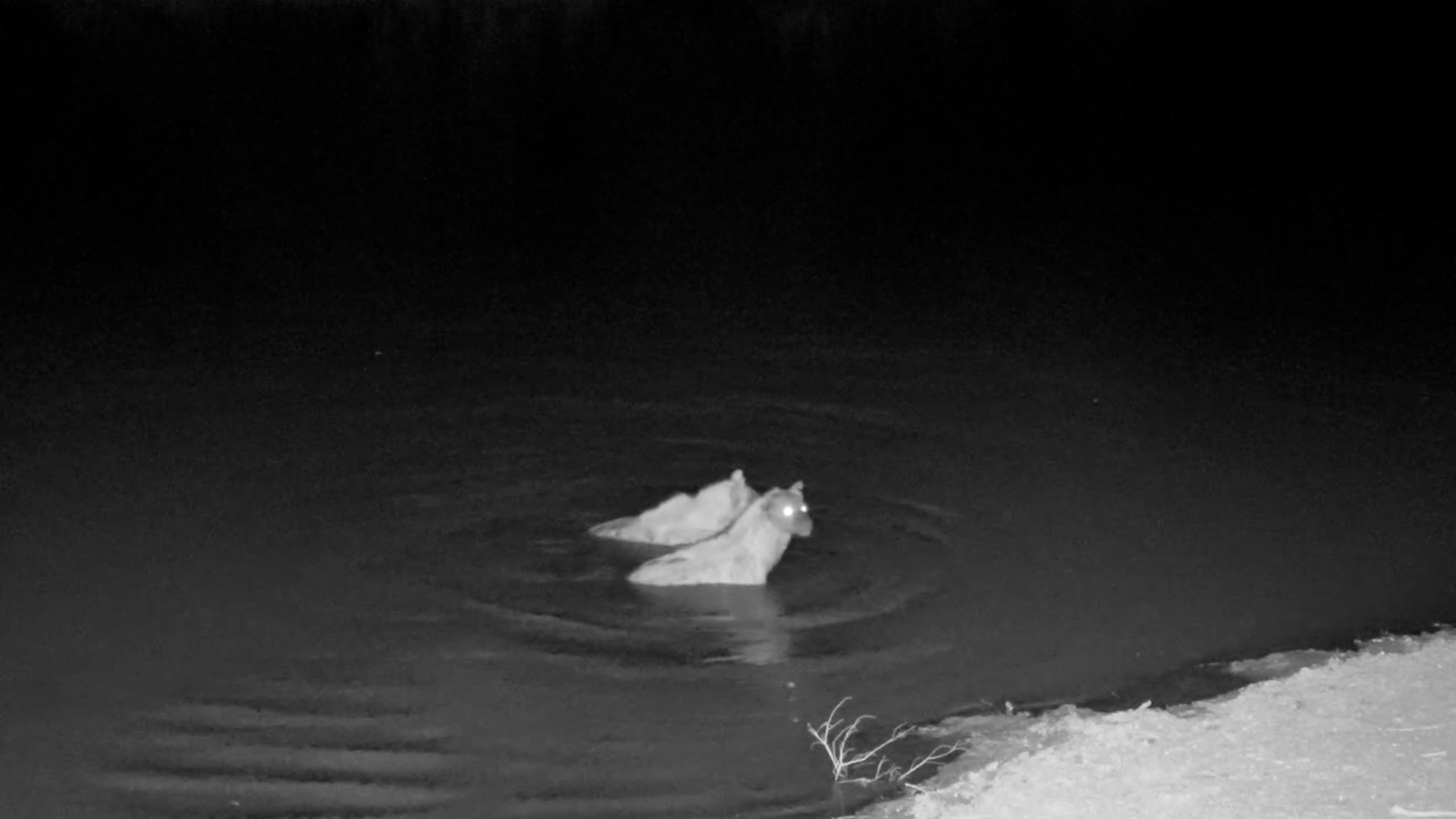 Two Spotted Hyenas Have a Sneaky Skinny Dip
