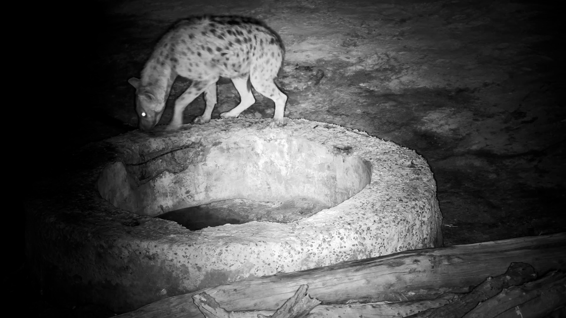 Curious Spotted Hyena Checks Out the Well