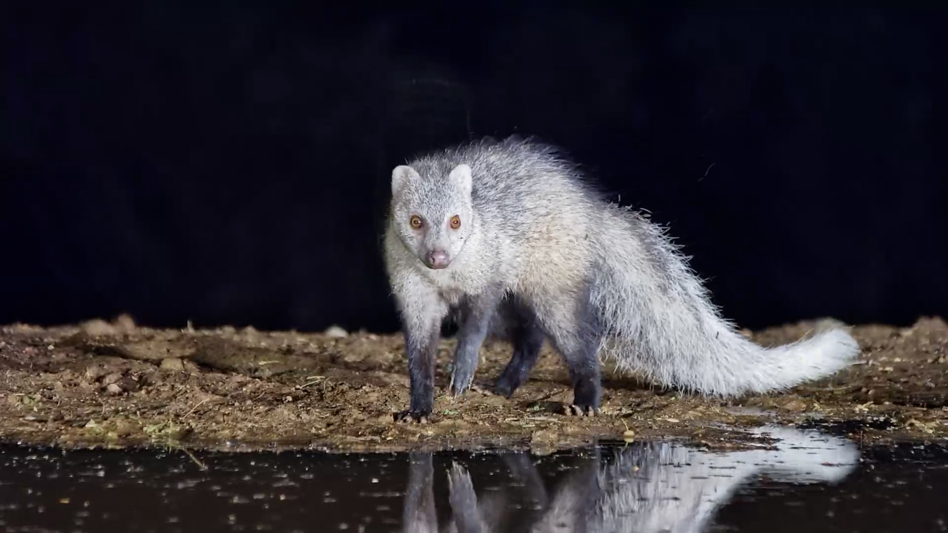 Mongooses on a Mission: Lentorre Waterhole Action