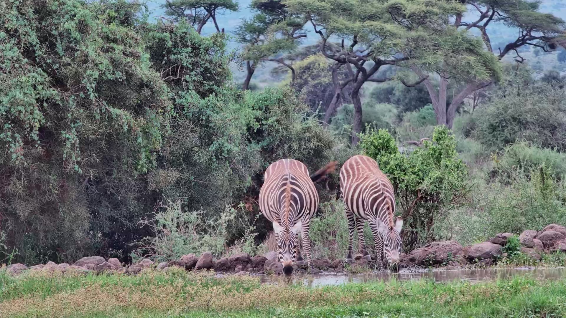 Two Zebras Stop for a Drink at Tortilis Camp