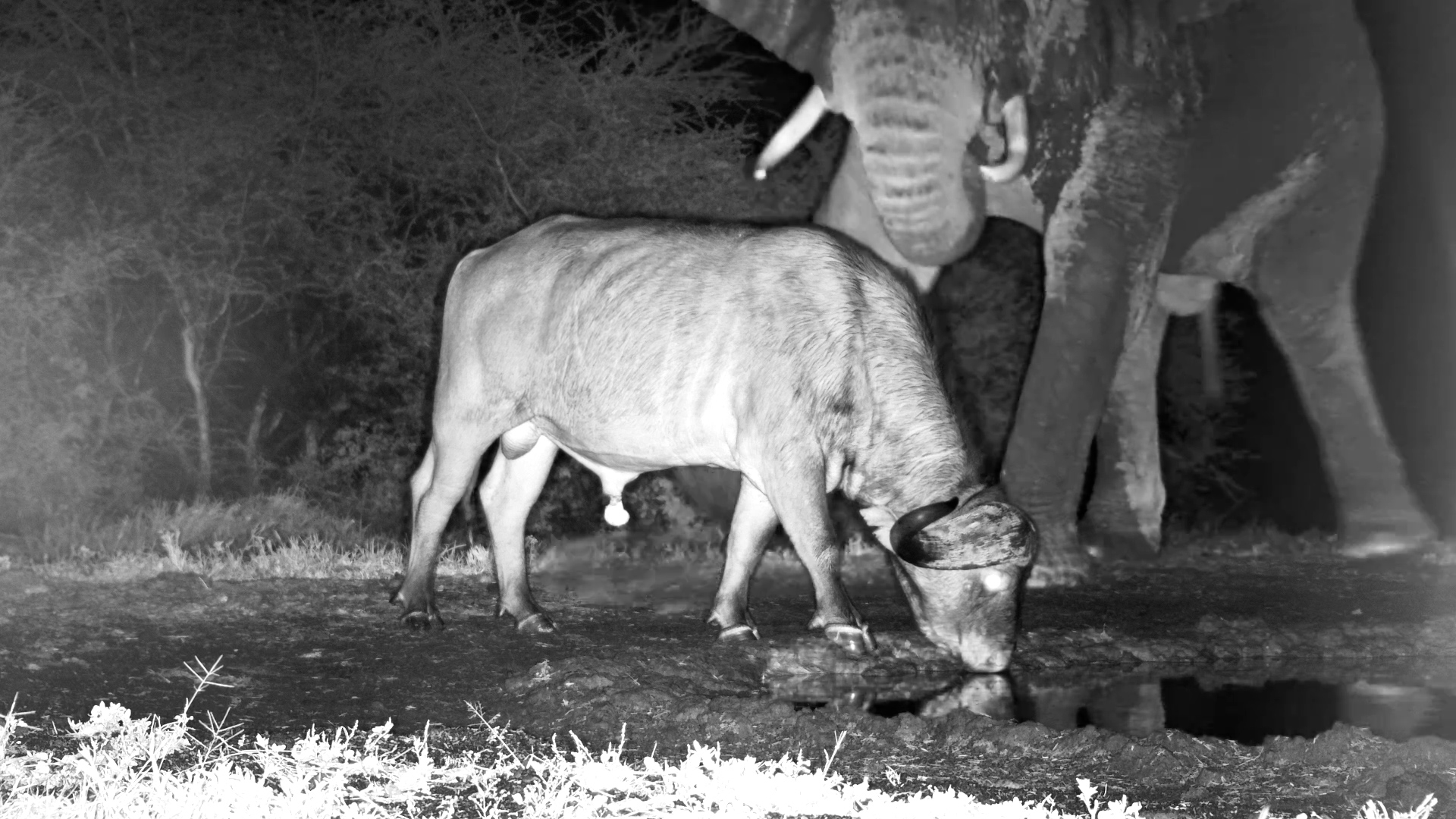 Elephant Throws Shade & Buffalo Doesn’t Even Notice