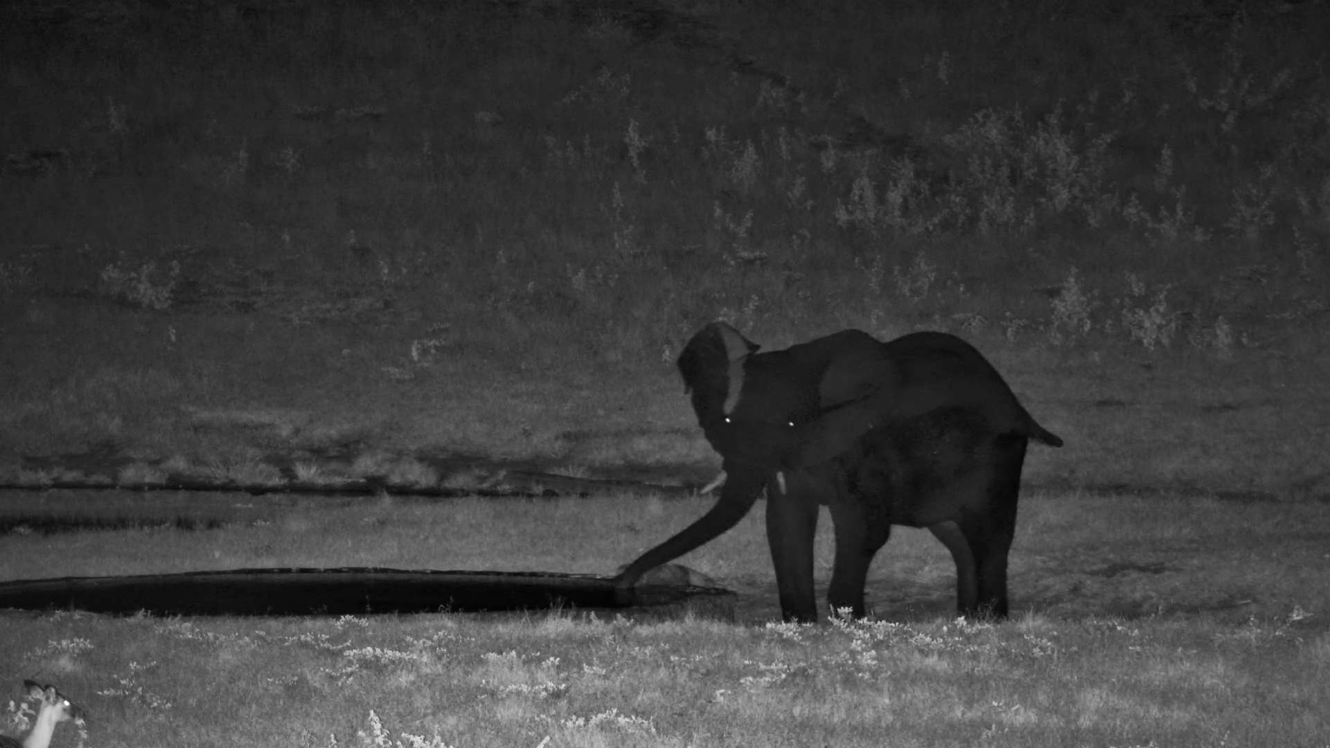Midnight Mischief! Young Elephant Bull Exploring