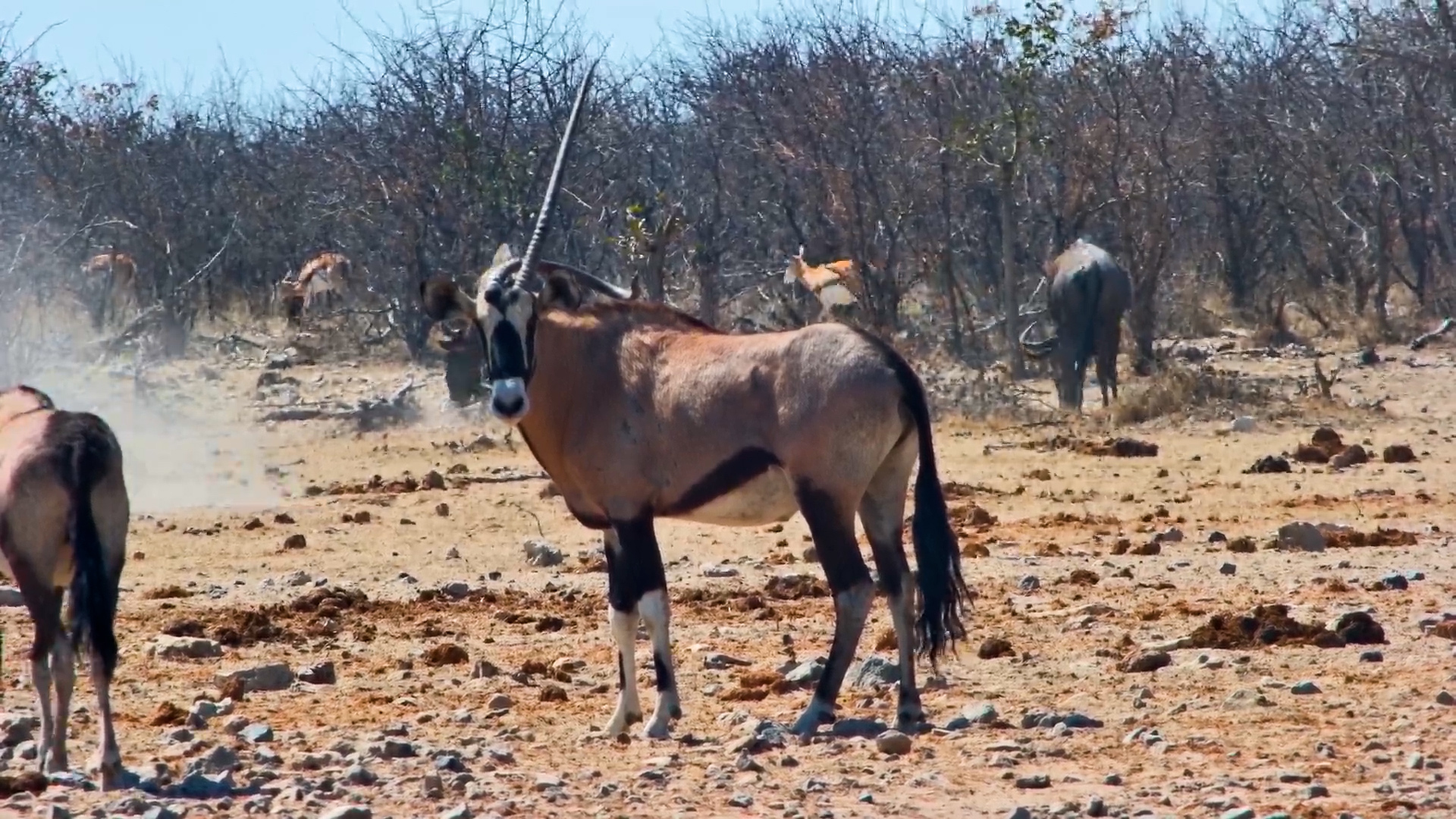 What's Going On With This Gemsbok's Horn?