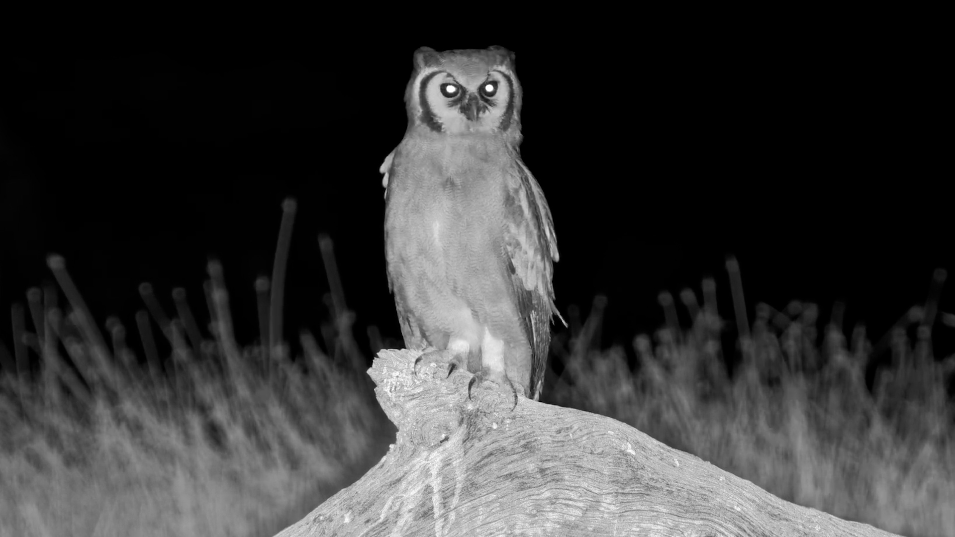 The Waterhole's Night Watchman