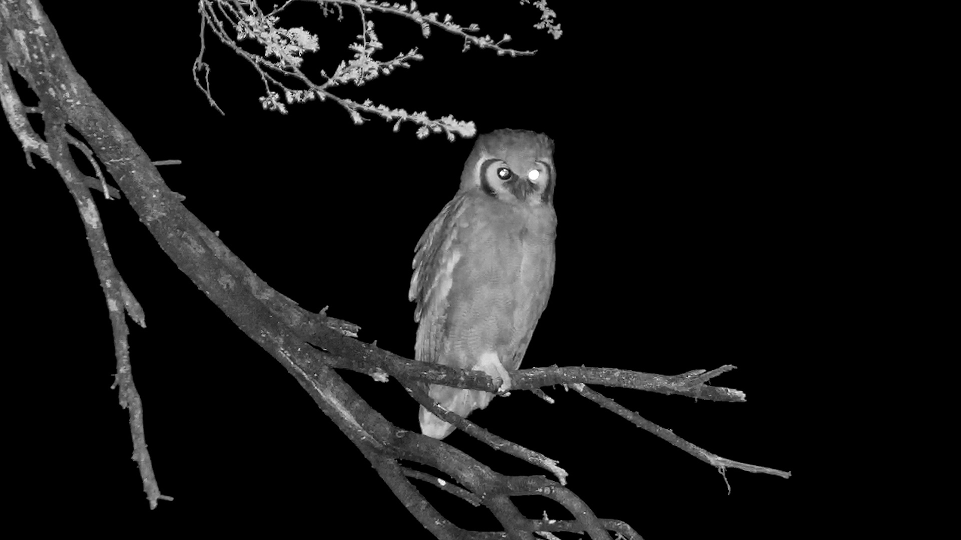 Night's Silent Guardian