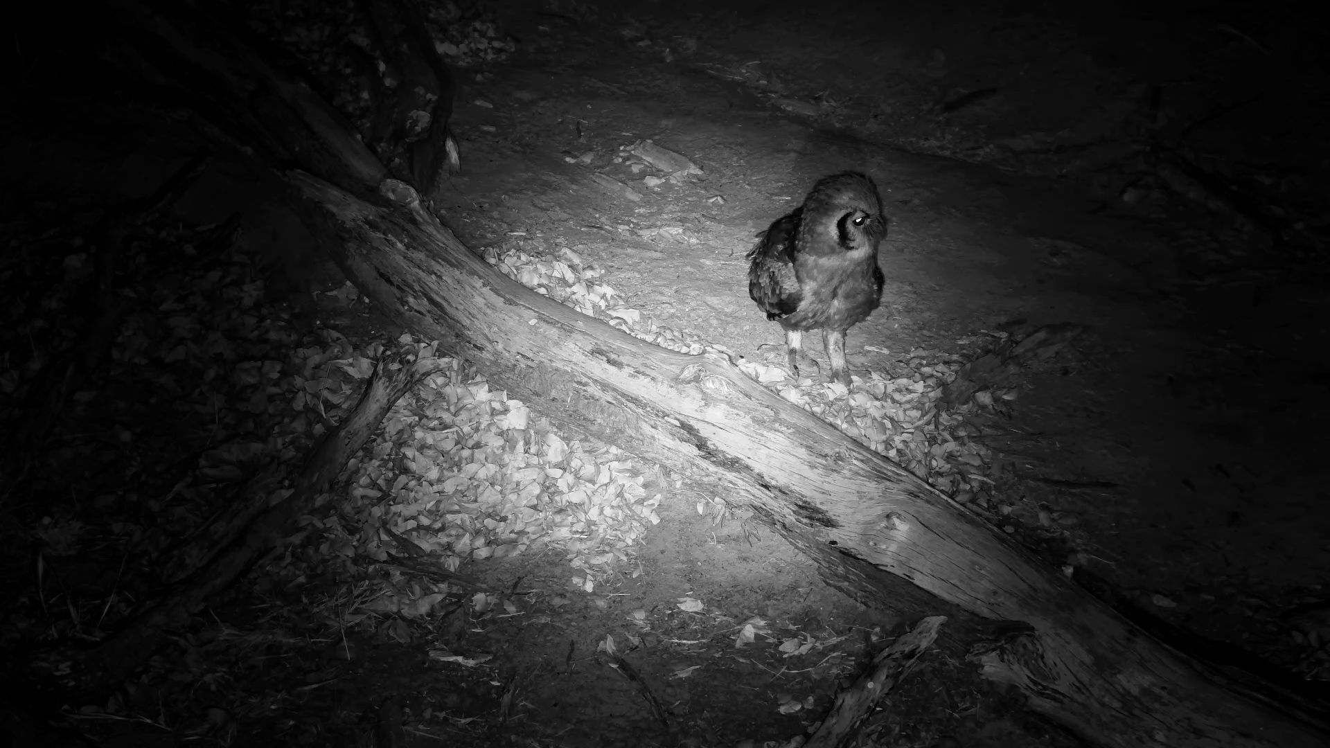 Verreaux’s Eagle-Owl on Patrol
