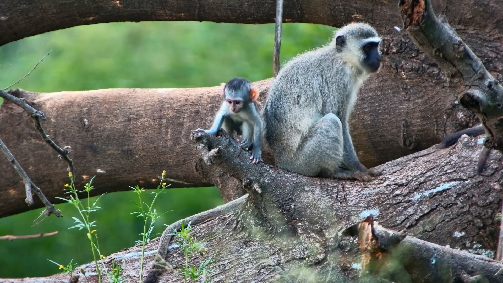Vervet Monkey Knocks Down a Millipede