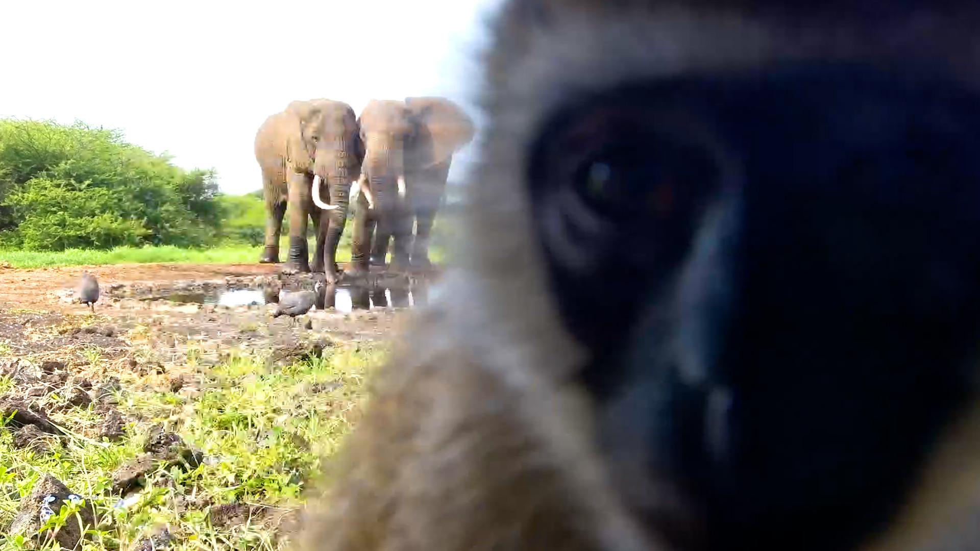 Monkey Upstages Elephants at the Waterhole
