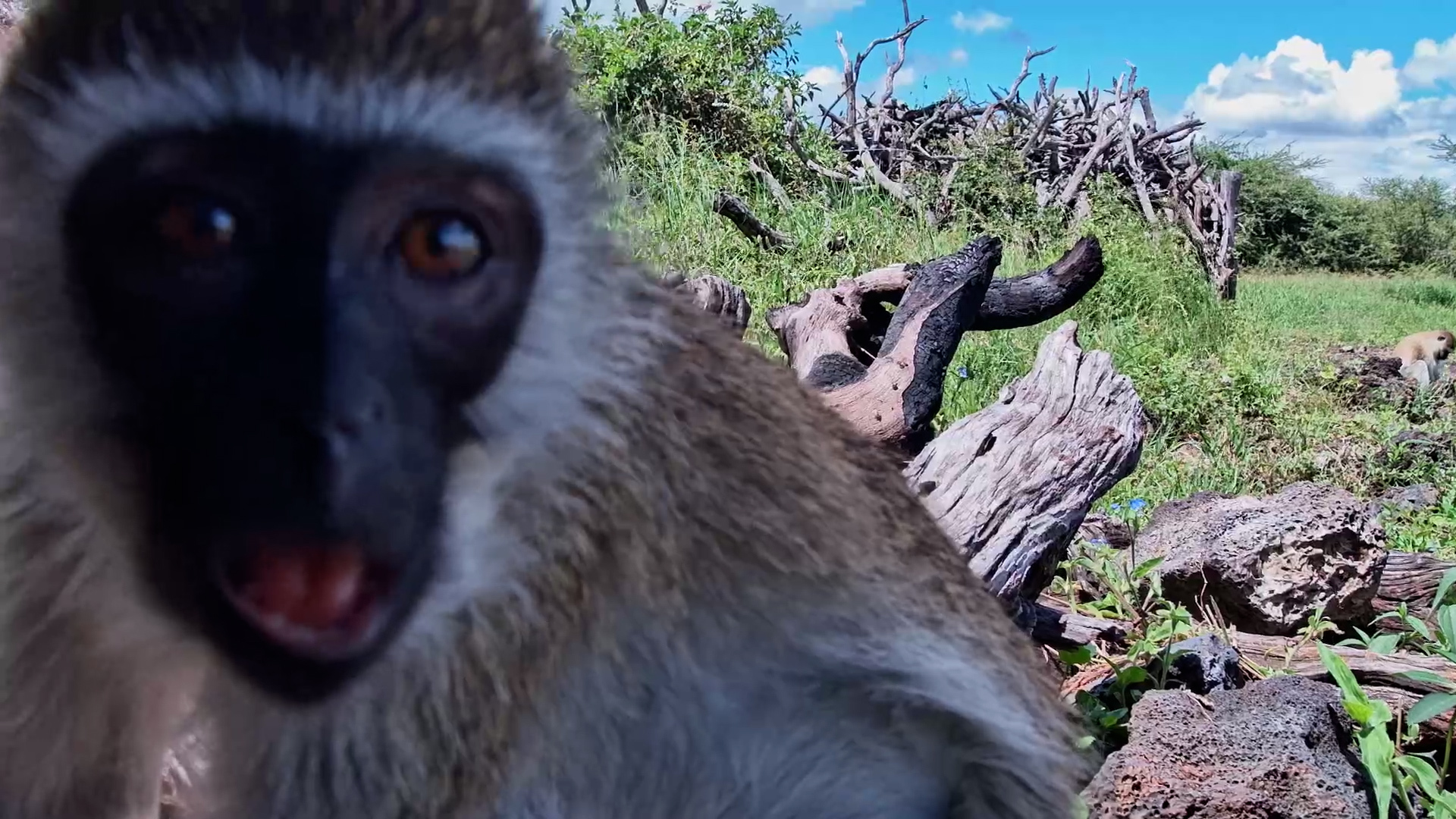Monkey Business Up Close