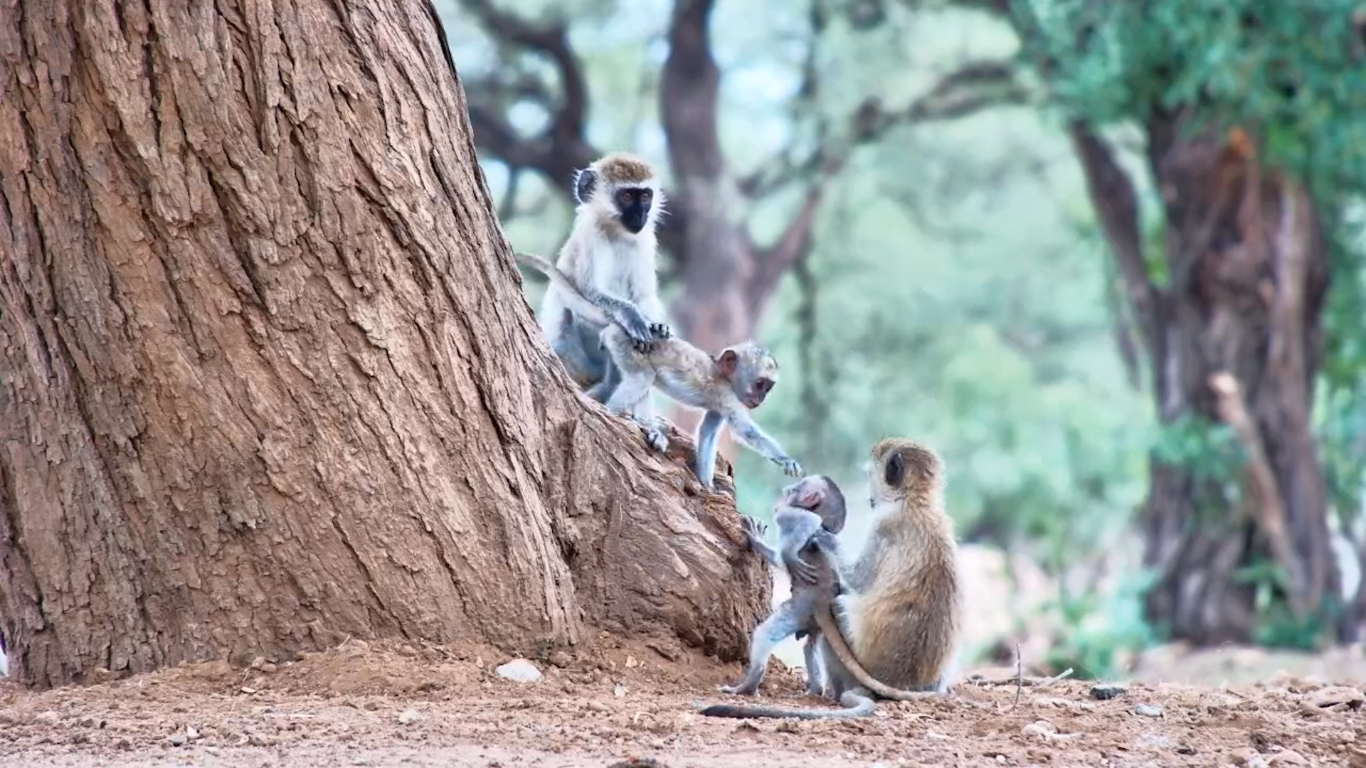 Vervet Monkey Playtime by the Water