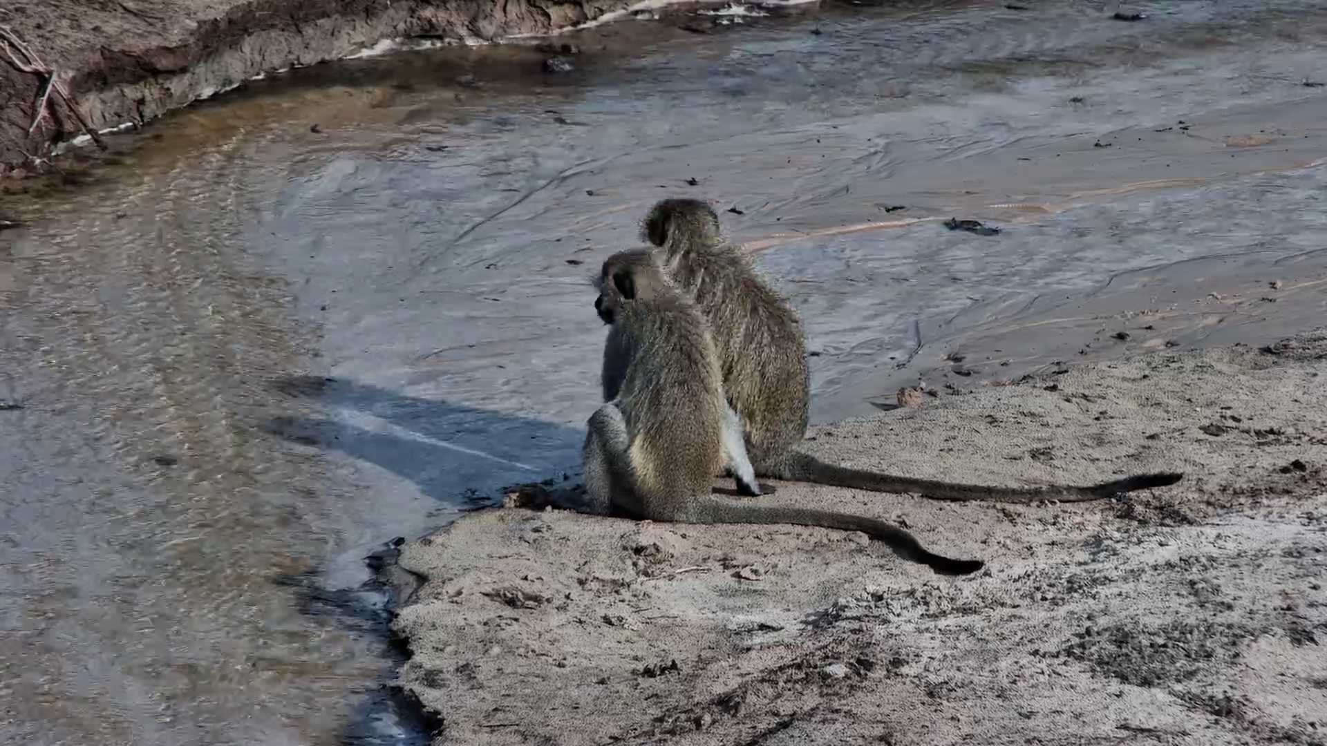 Vervet Monkey Chases Off an Impala