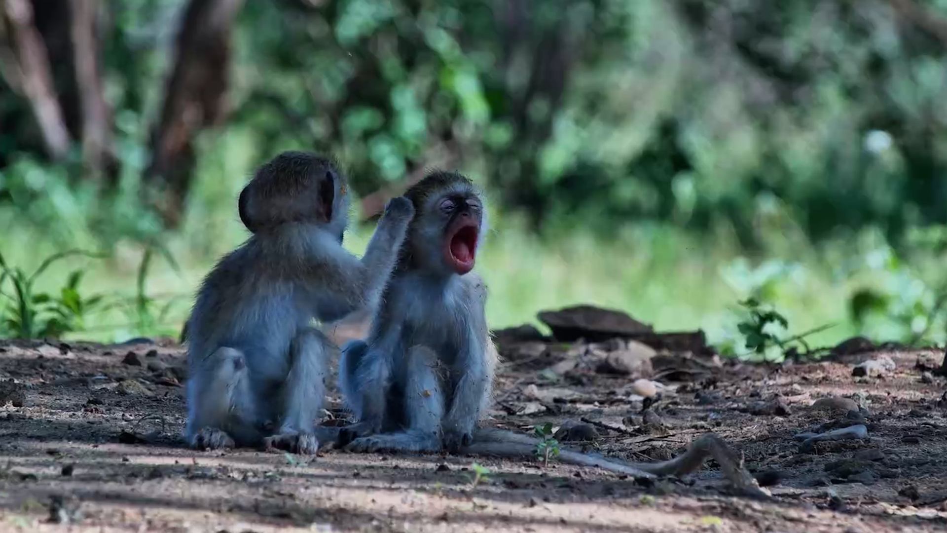 Monkey Business at the Waterhole