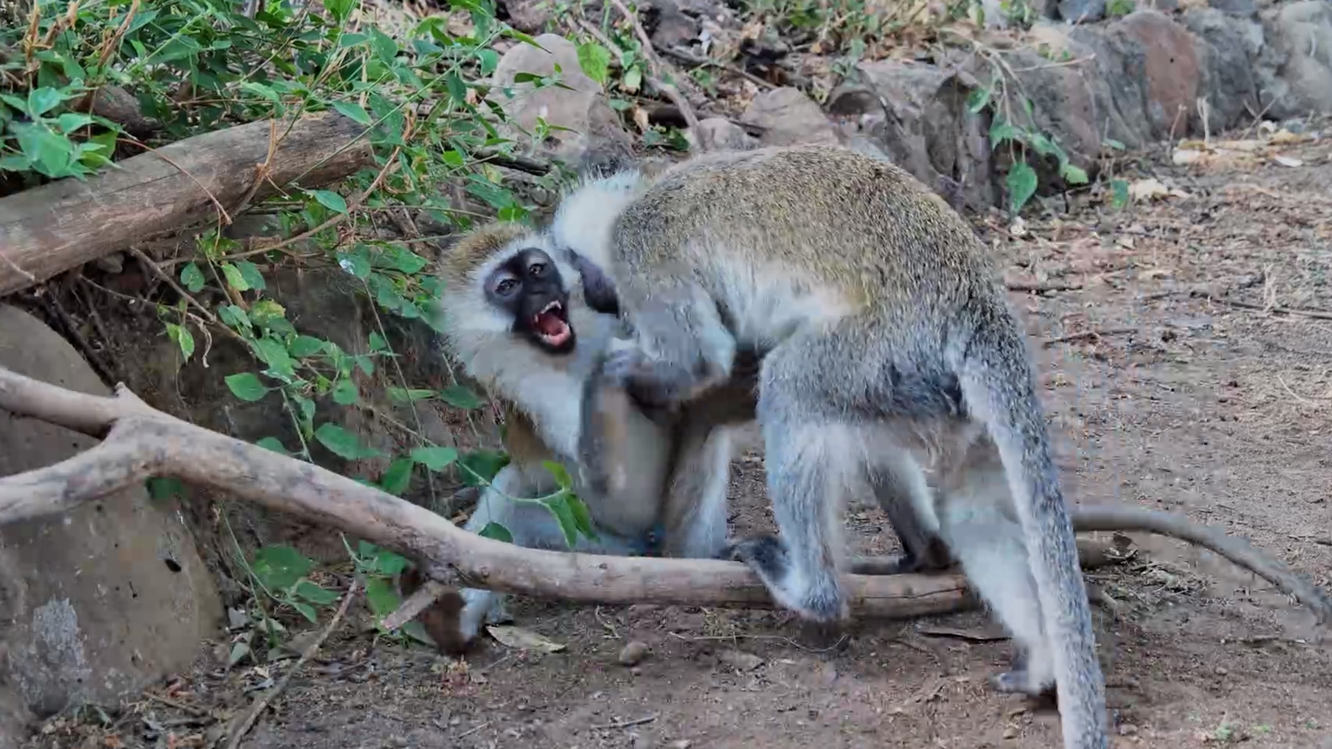 Monkey Business at the Camera
