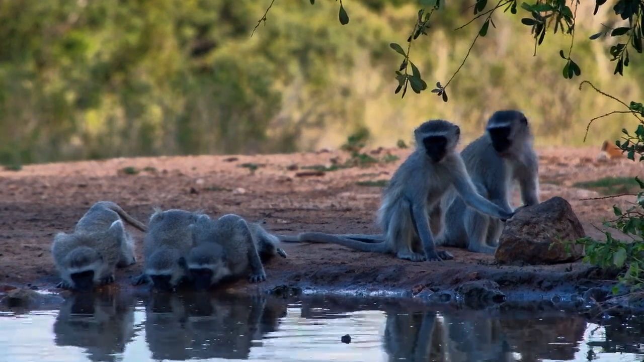 Vervet Monkeys Come Down for an Afternoon Drink