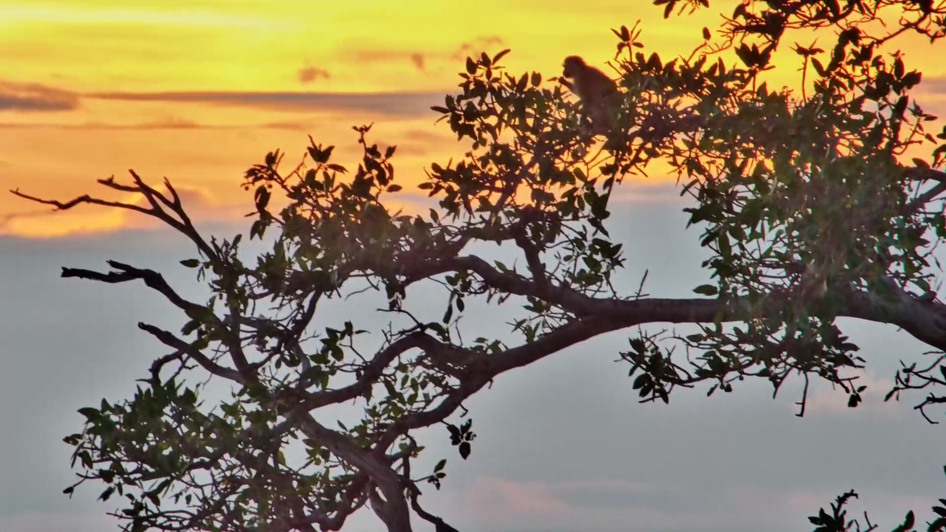 Monkeys Stir at Sunrise