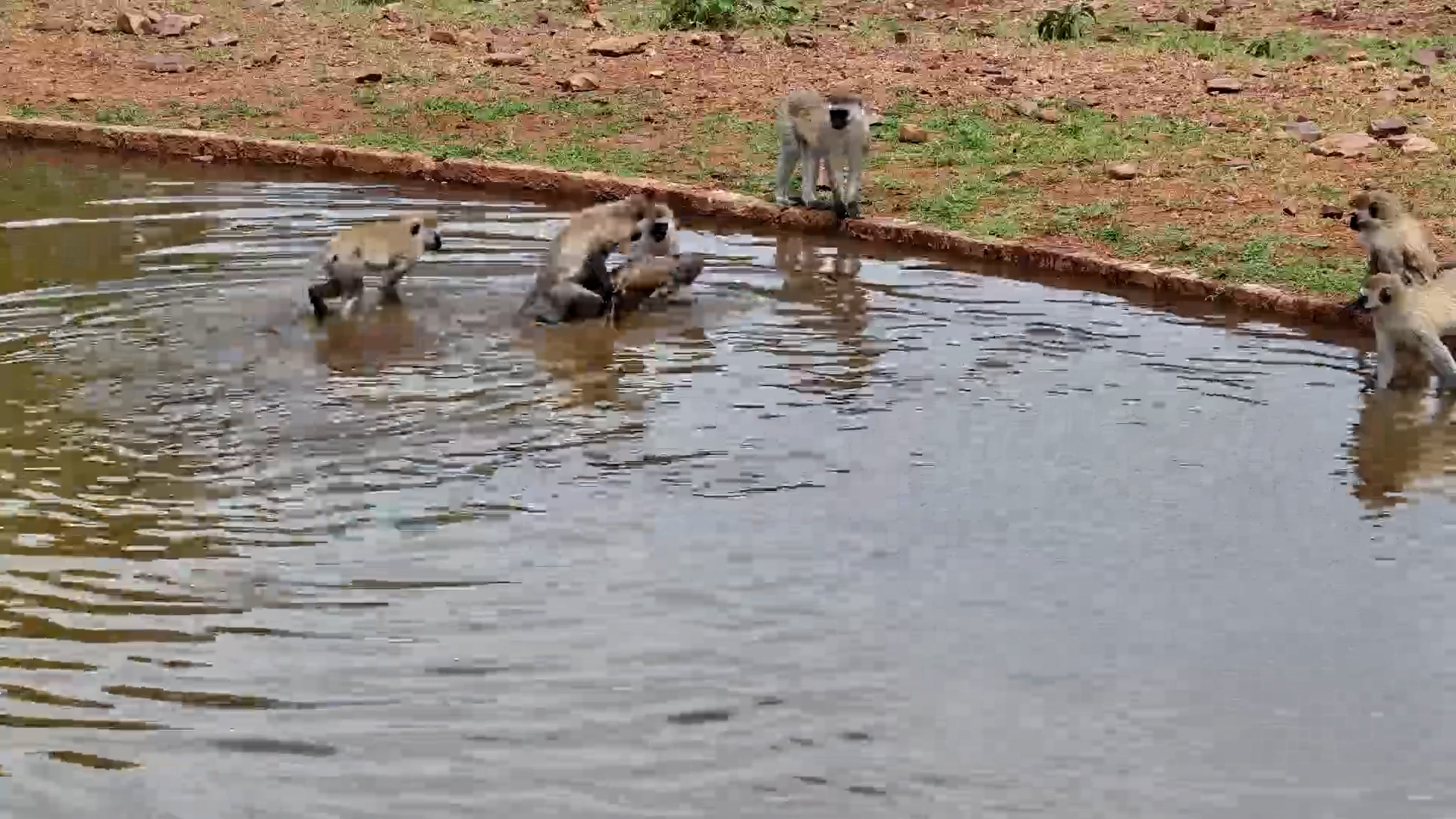 Vervet Monkeys Frolic in the Water