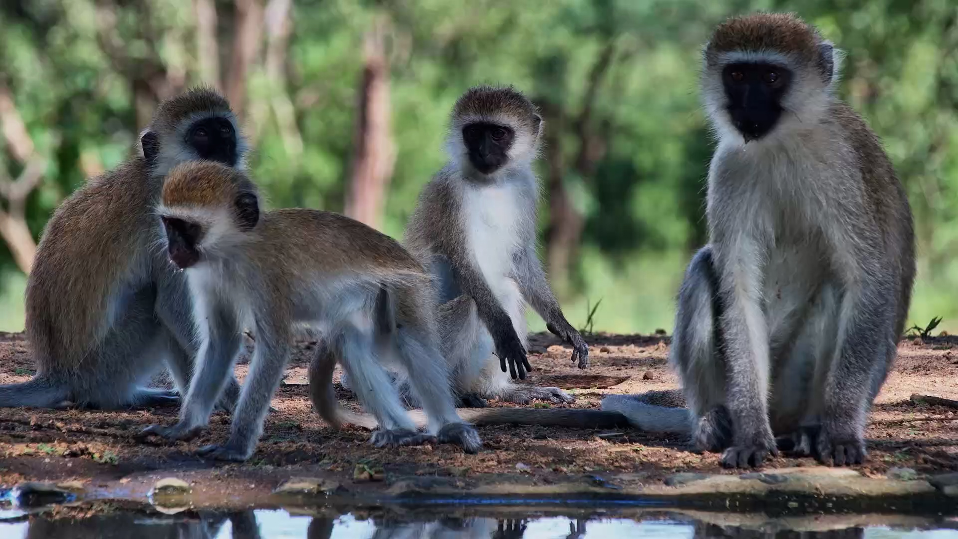 Vervet Monkey Troop Spa Day